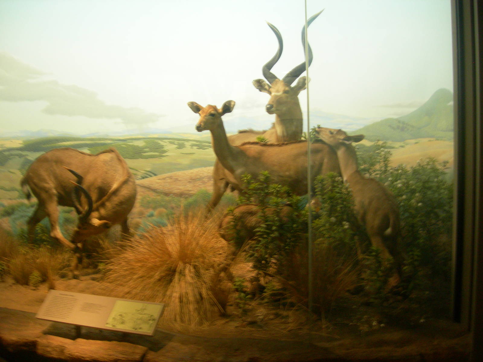 Carnegie Museum of Natural History- Mountain Nyala
