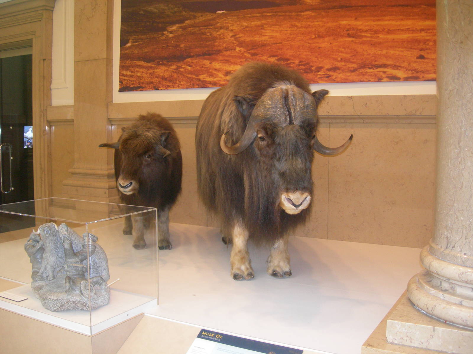 Carnegie Museum of Natural History- Musk Ox