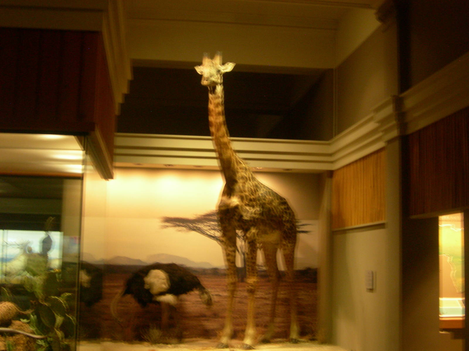 Carnegie Museum of Natural History- Ostrich and Giraffe