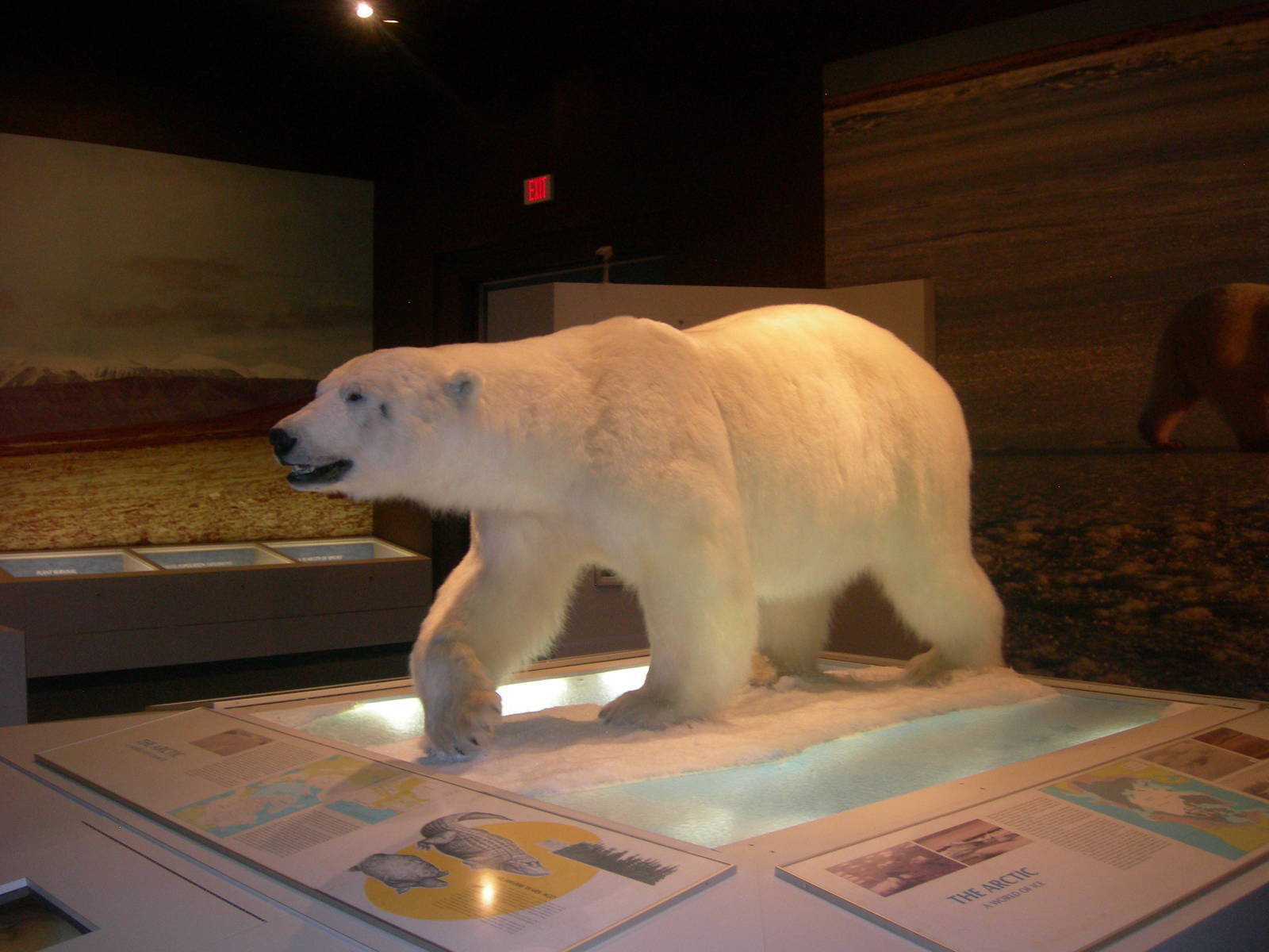 Carnegie Museum of Natural History- Polar Bear
