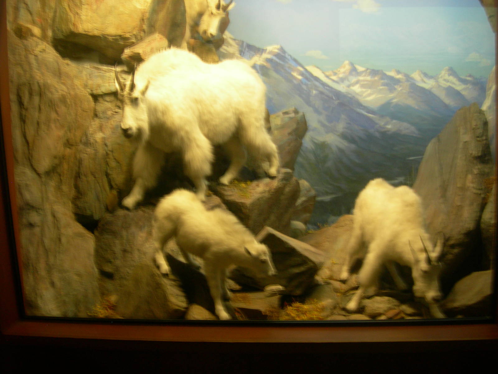 Carnegie Museum of Natural History- Rocky Mountain Goat