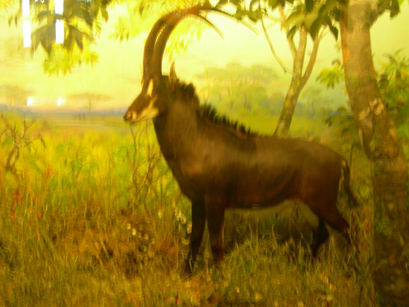 Carnegie Museum of Natural History- Sable Antelope