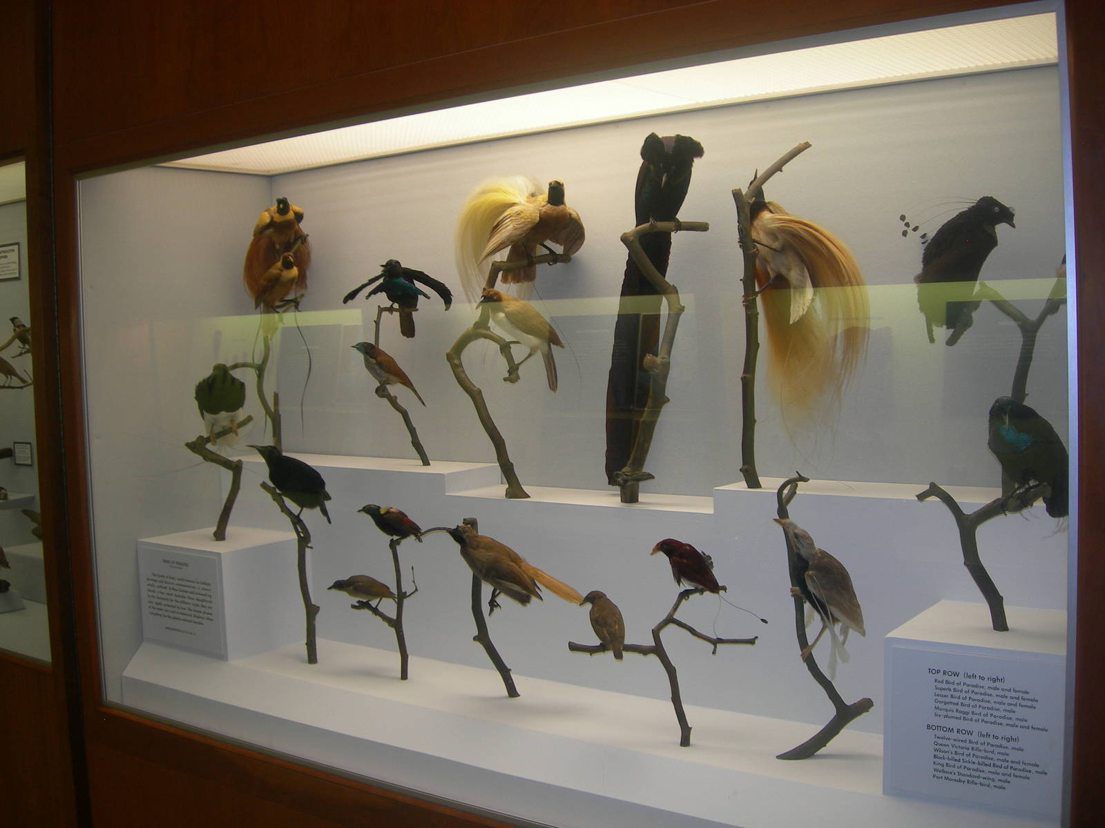 Carnegie Museum of Natural History- Species of Bird-Of-Paradise
