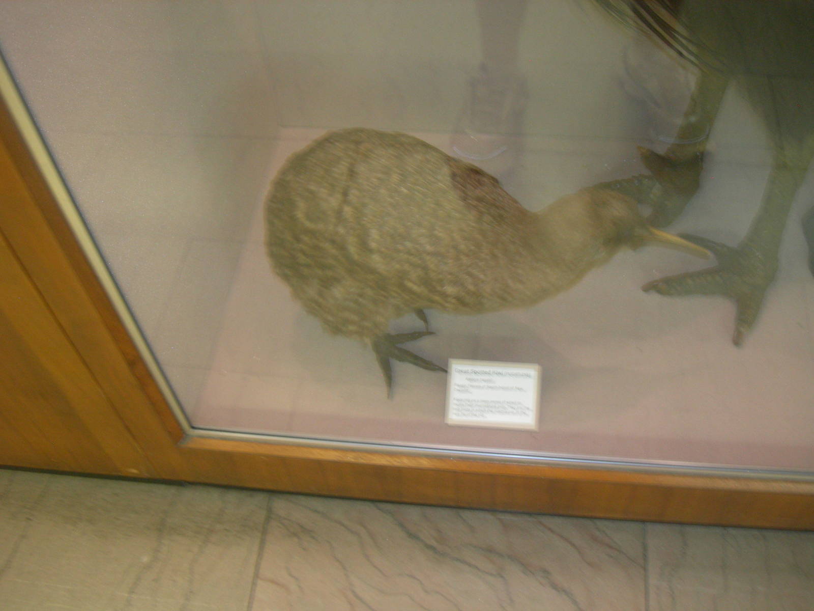 Carnegie Museum of Natural History- Spotted Kiwi