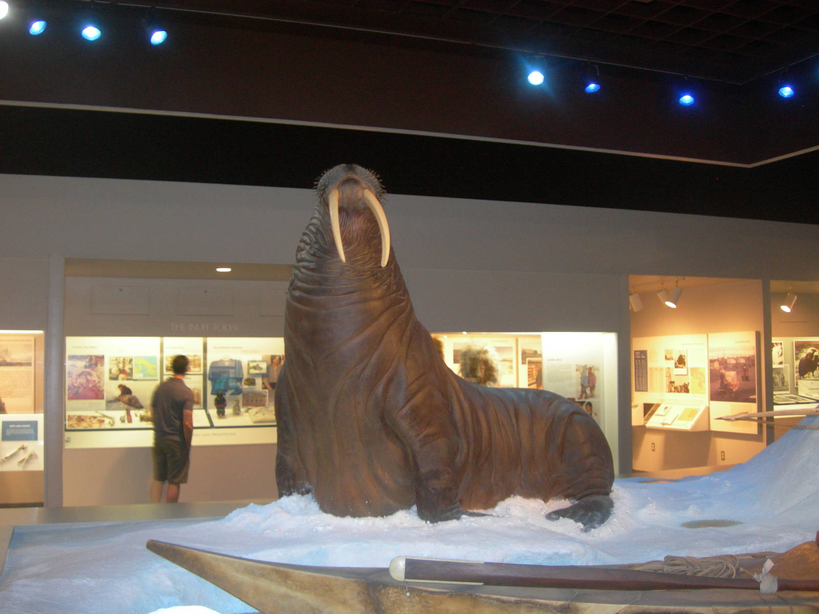 Carnegie Museum of Natural History- Walrus