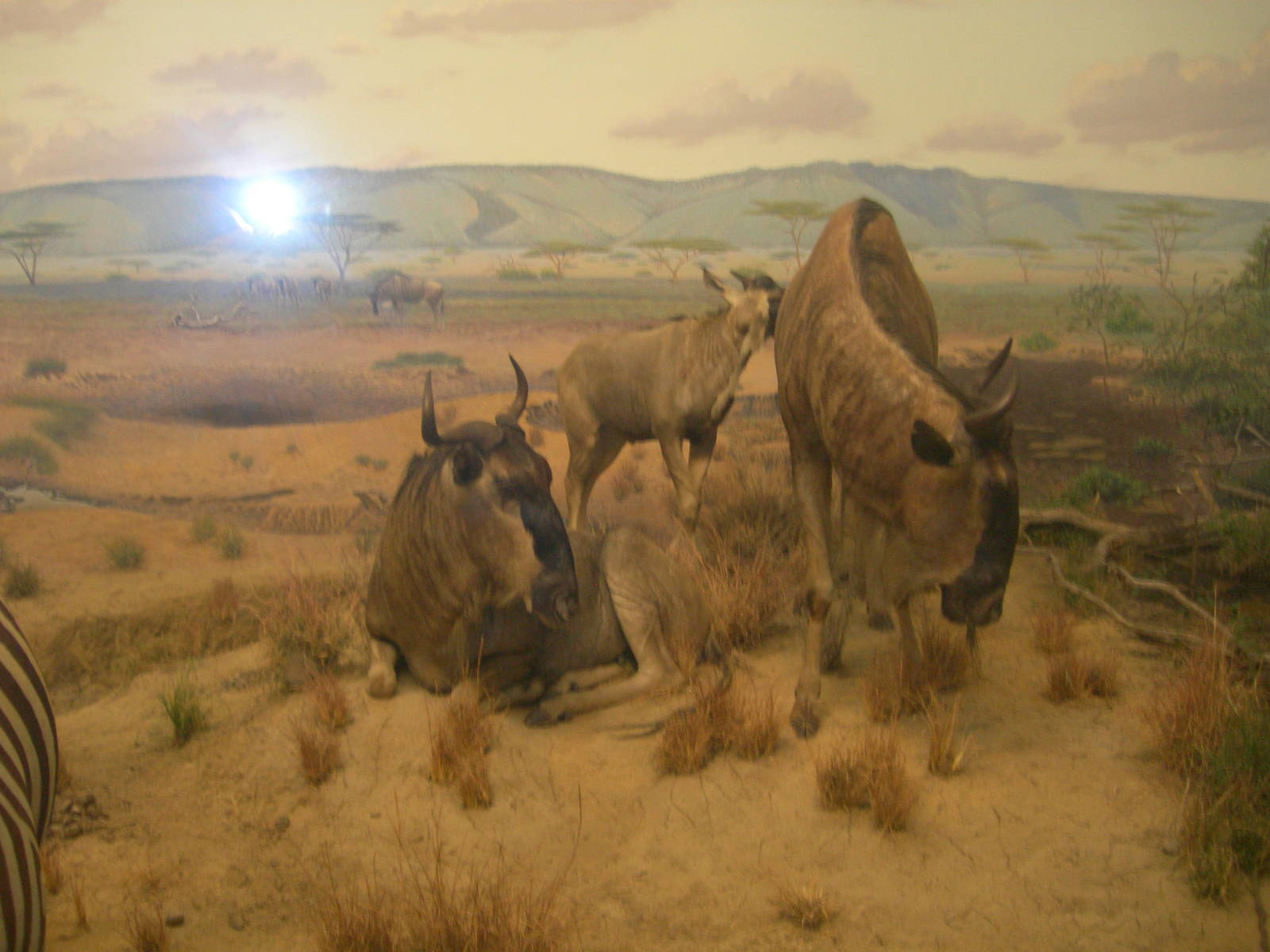 Carnegie Museum of Natural History- Wildebeest