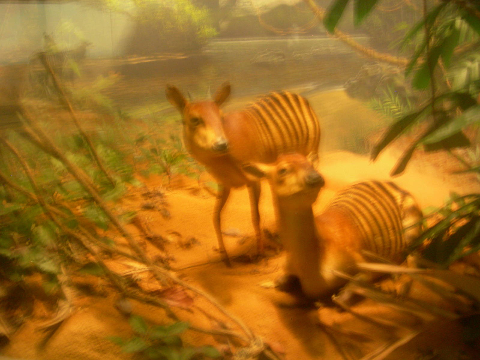 Carnegie Museum of Natural History- Zebra Duiker