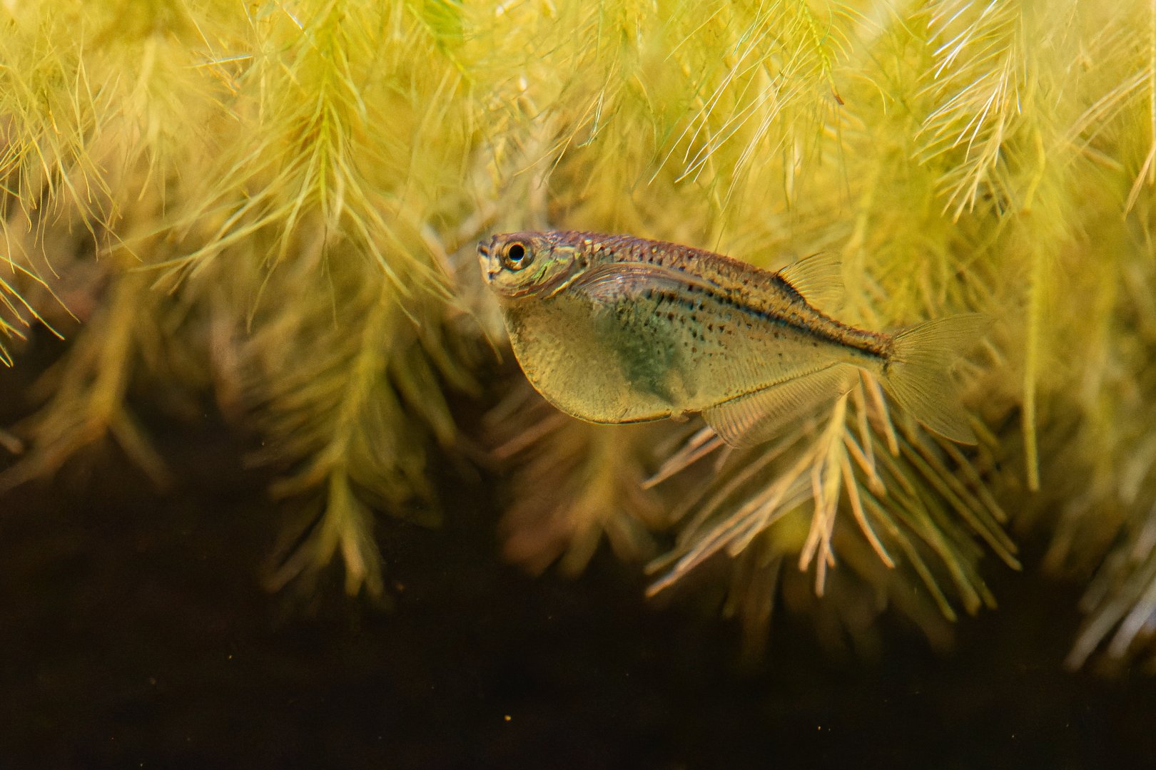 Carnegiella marthae? - Zoo Ústí nad Labem