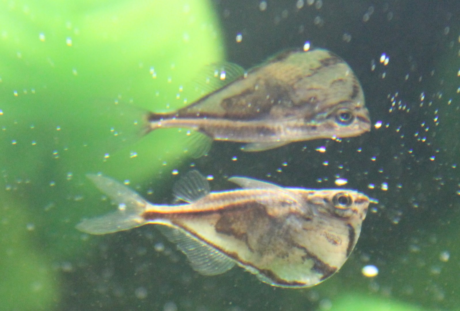 Carnegiella strigata