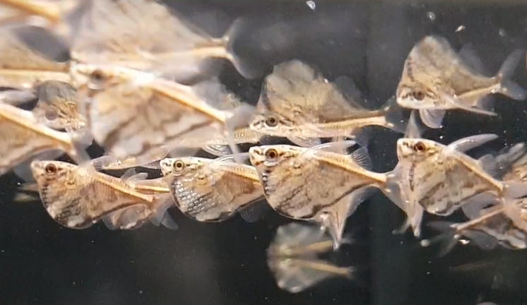 Carnegiella strigata