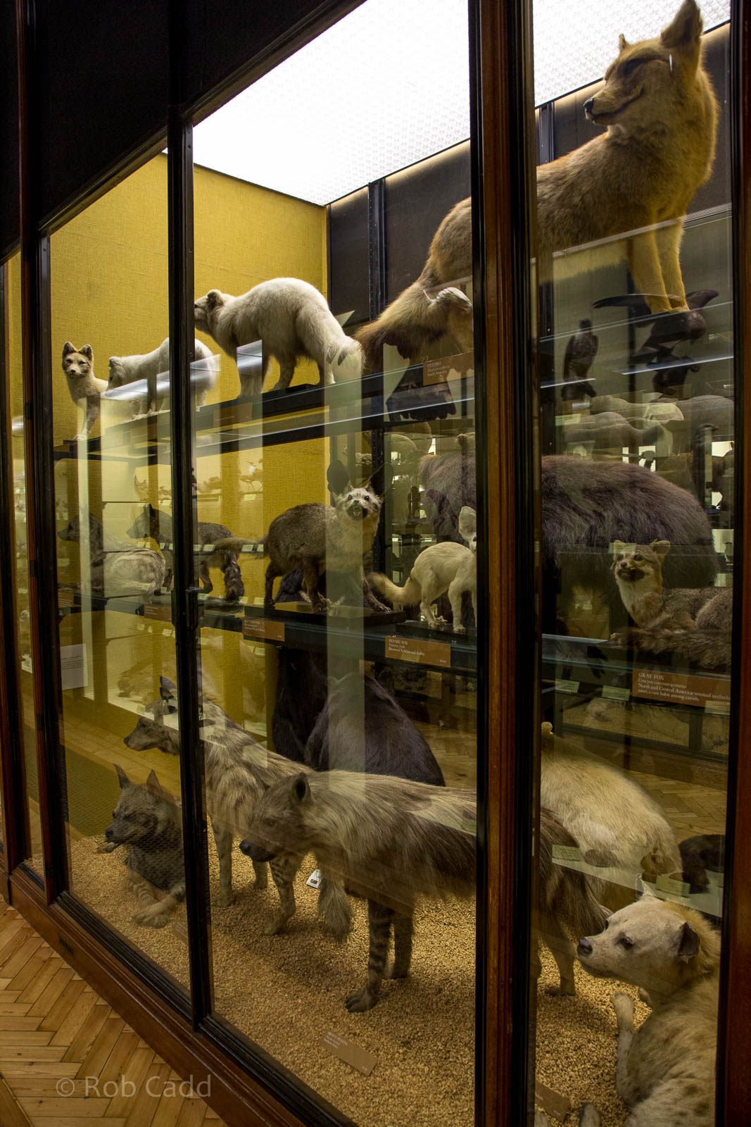 Carnivora : NHM at Tring : 23 Oct 2015