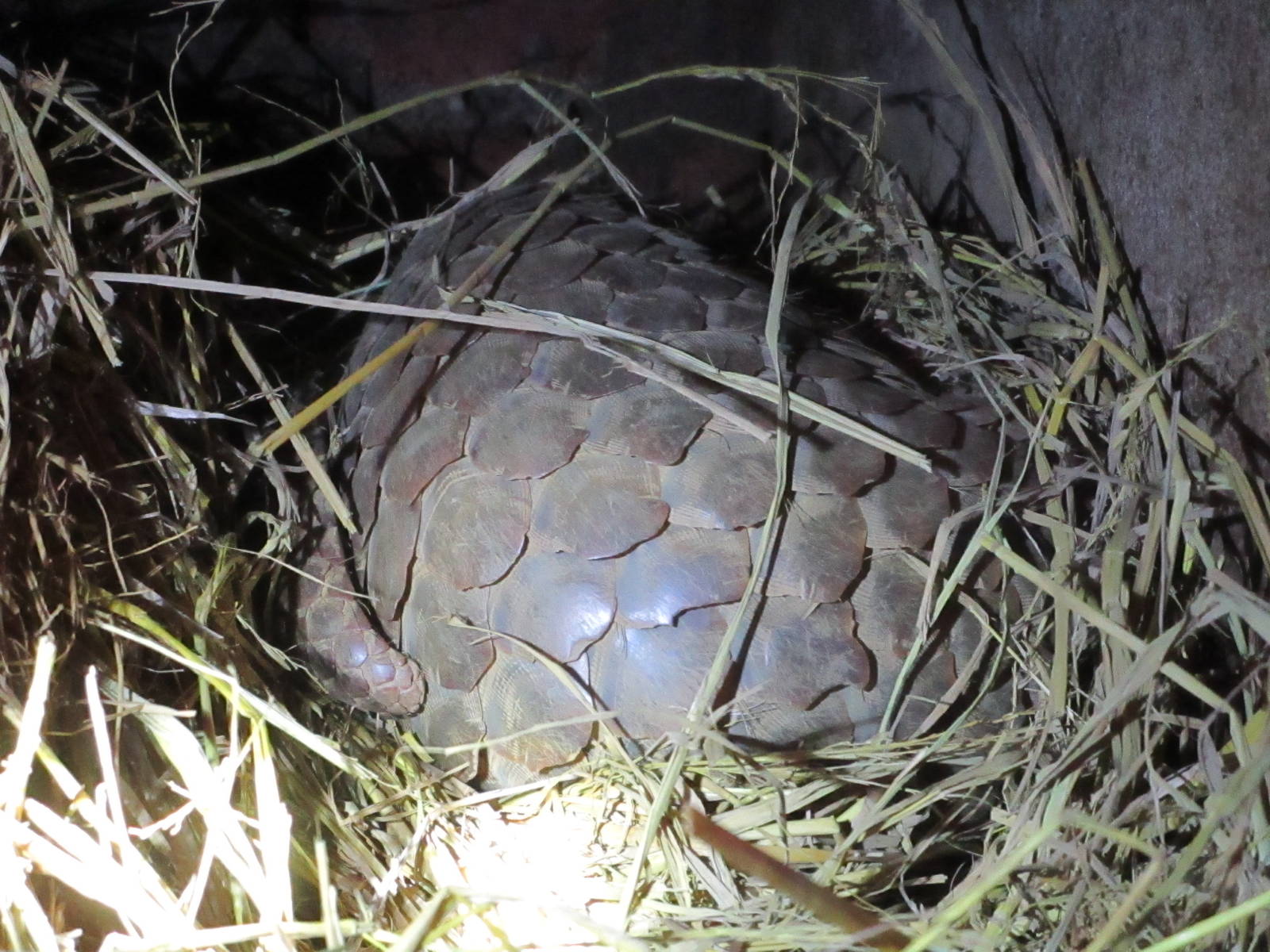 Carnivore and Pangolin Conservation Program - Pangolin