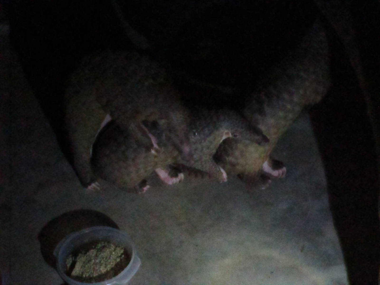 Carnivore and Pangolin Conservation Program - Sunda Pangolins