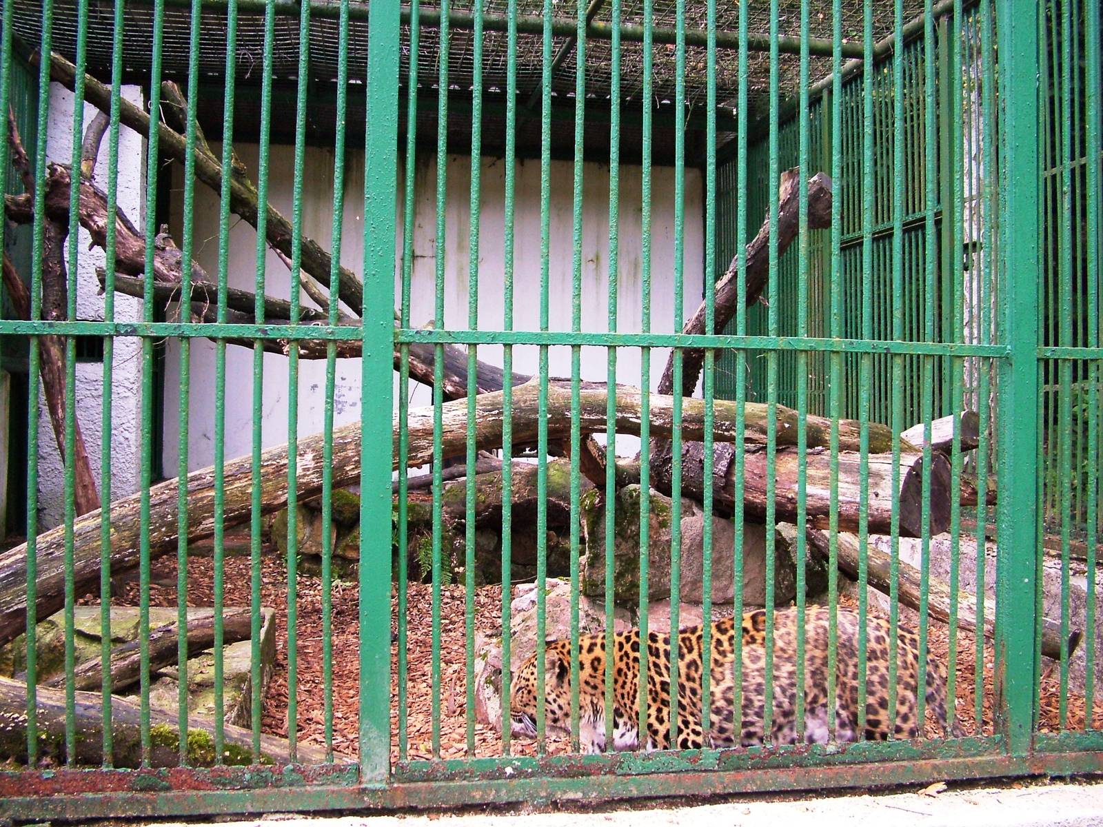 Carnivore Cages at Decin, 28/08/12