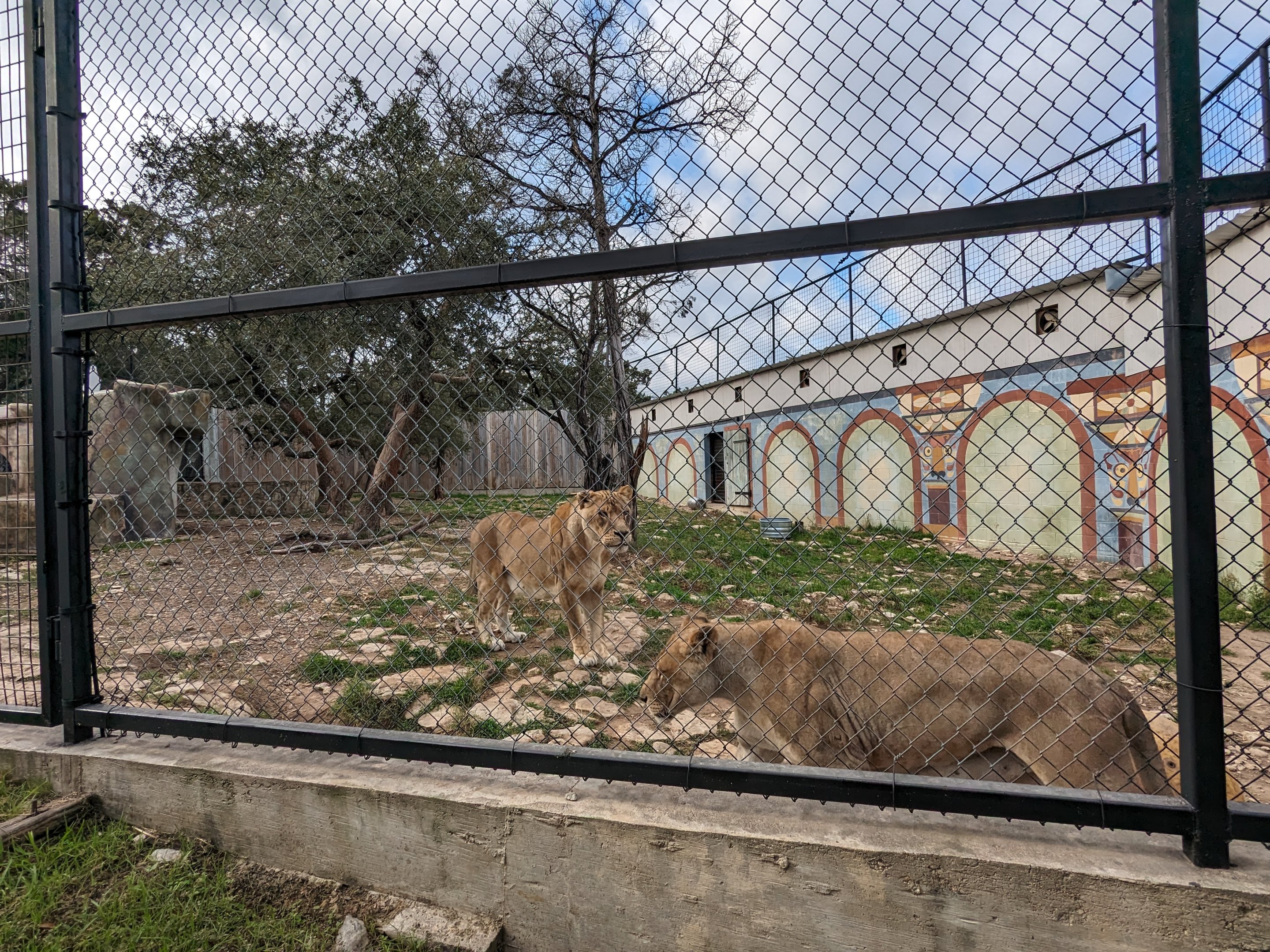 Carnivore complex - African lion females in lion yard #1