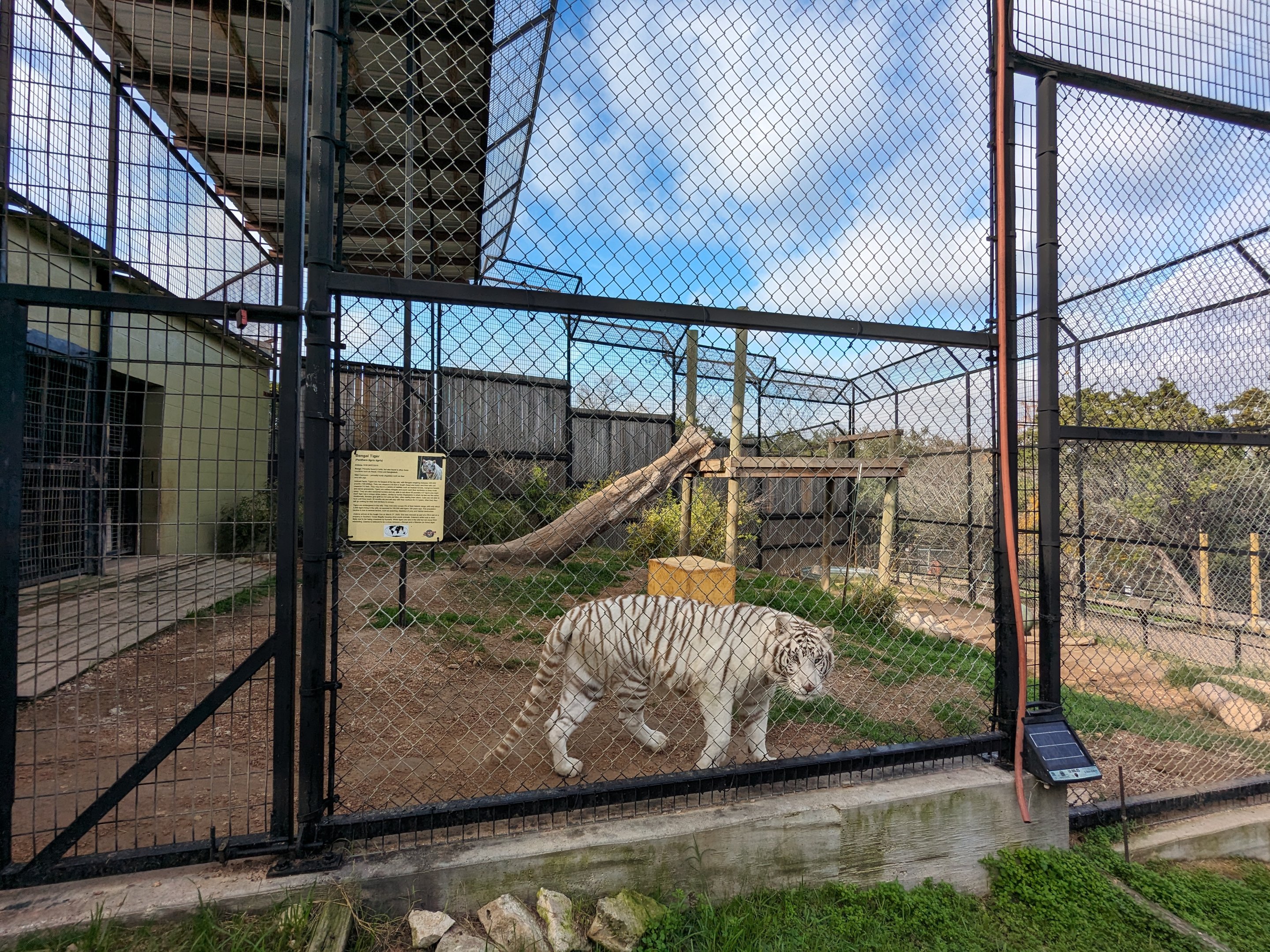 Carnivore complex - "Bengal" tiger cage #1