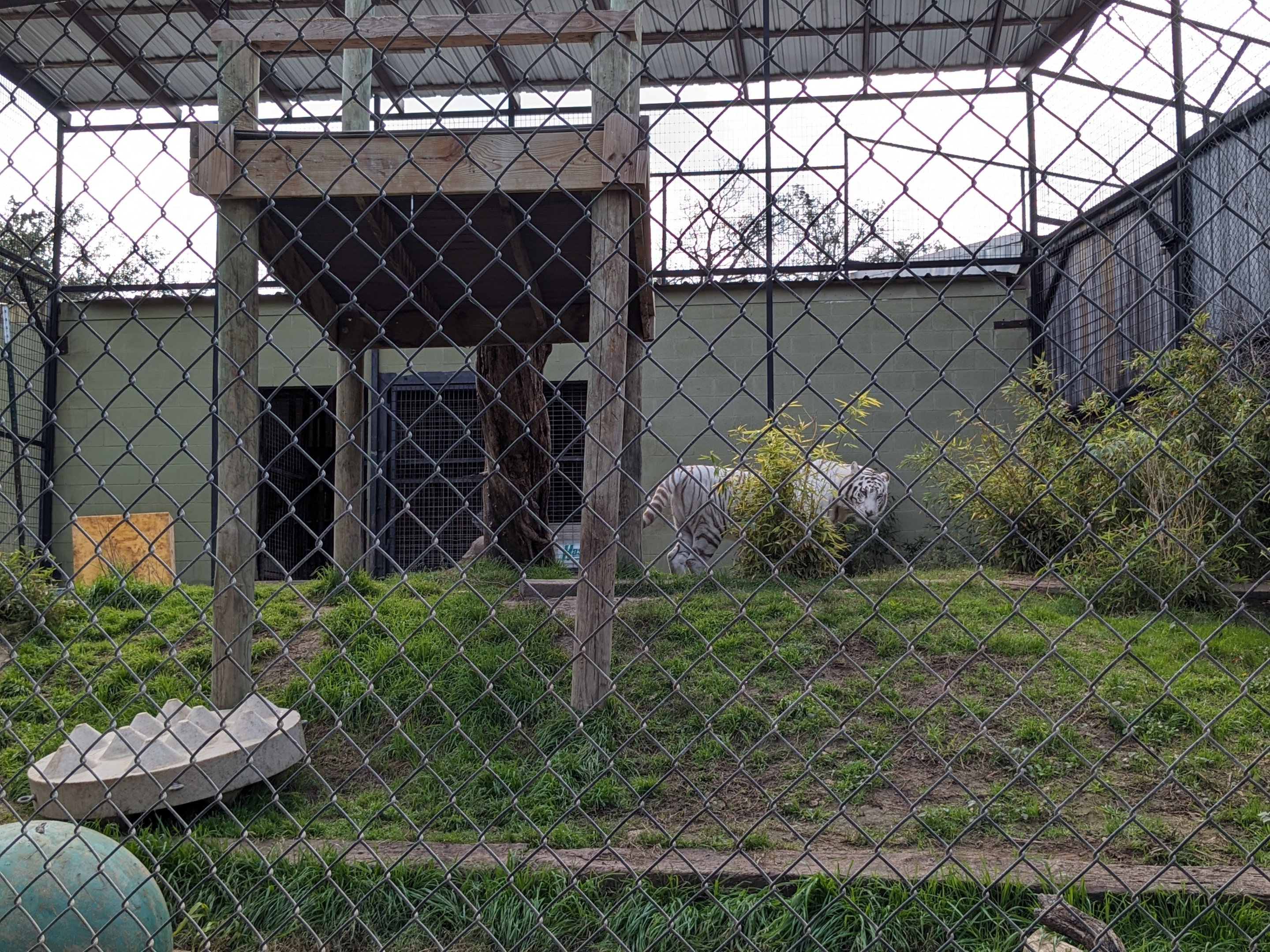 Carnivore complex - Bengal tiger cage #1