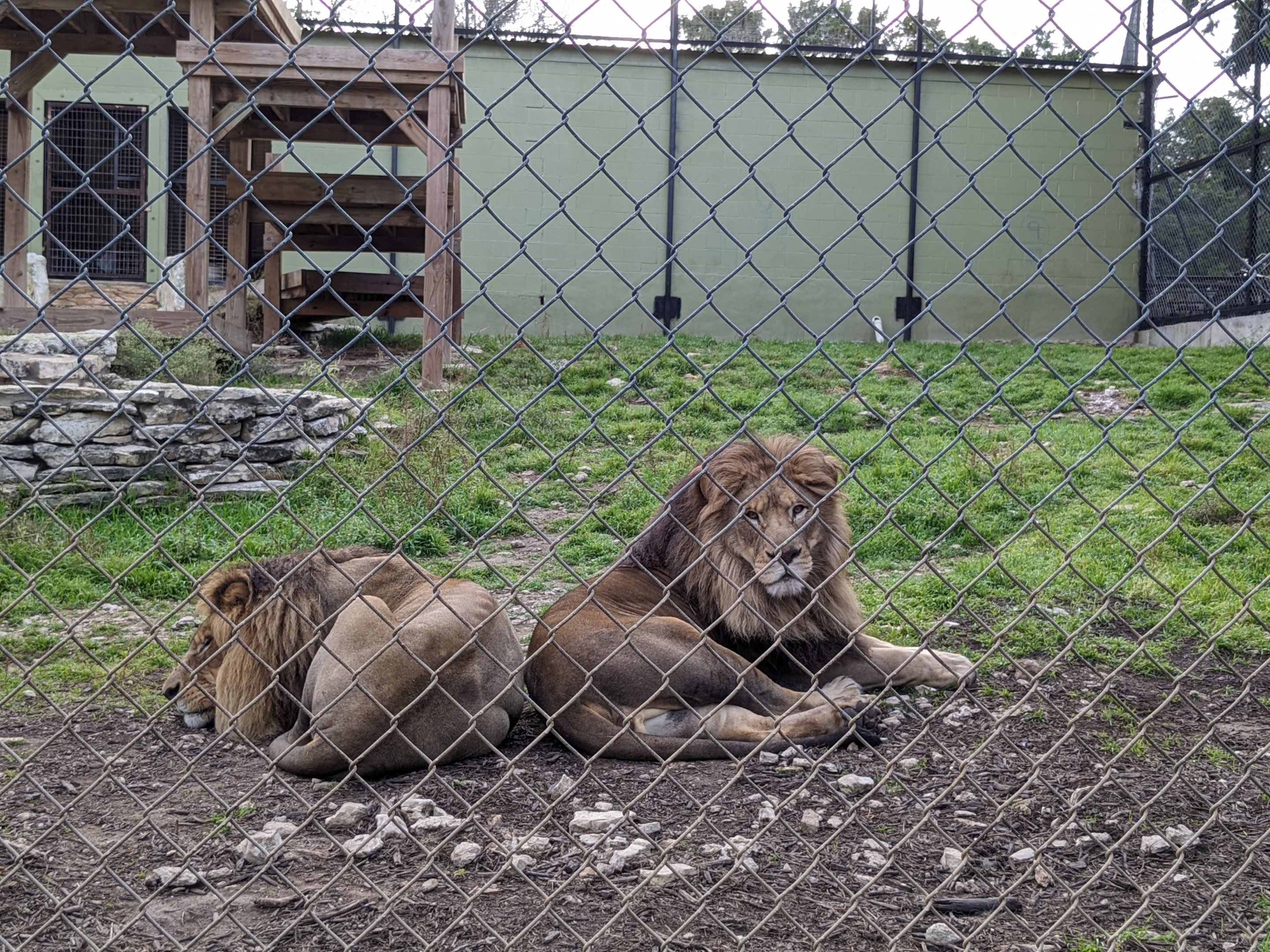 Carnivore complex - "Transvaal lions"