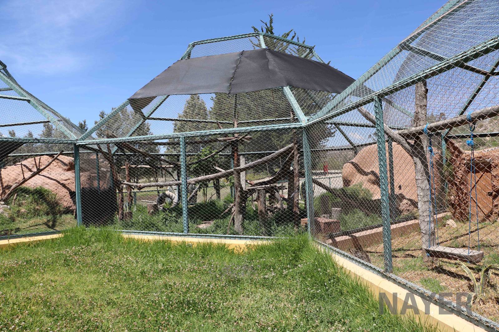 Carnivore enclosures, March 2016
