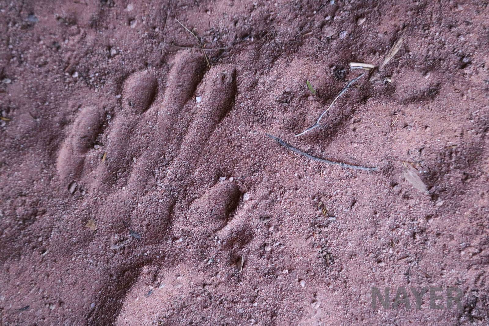 Carnivore footprint, April 2016