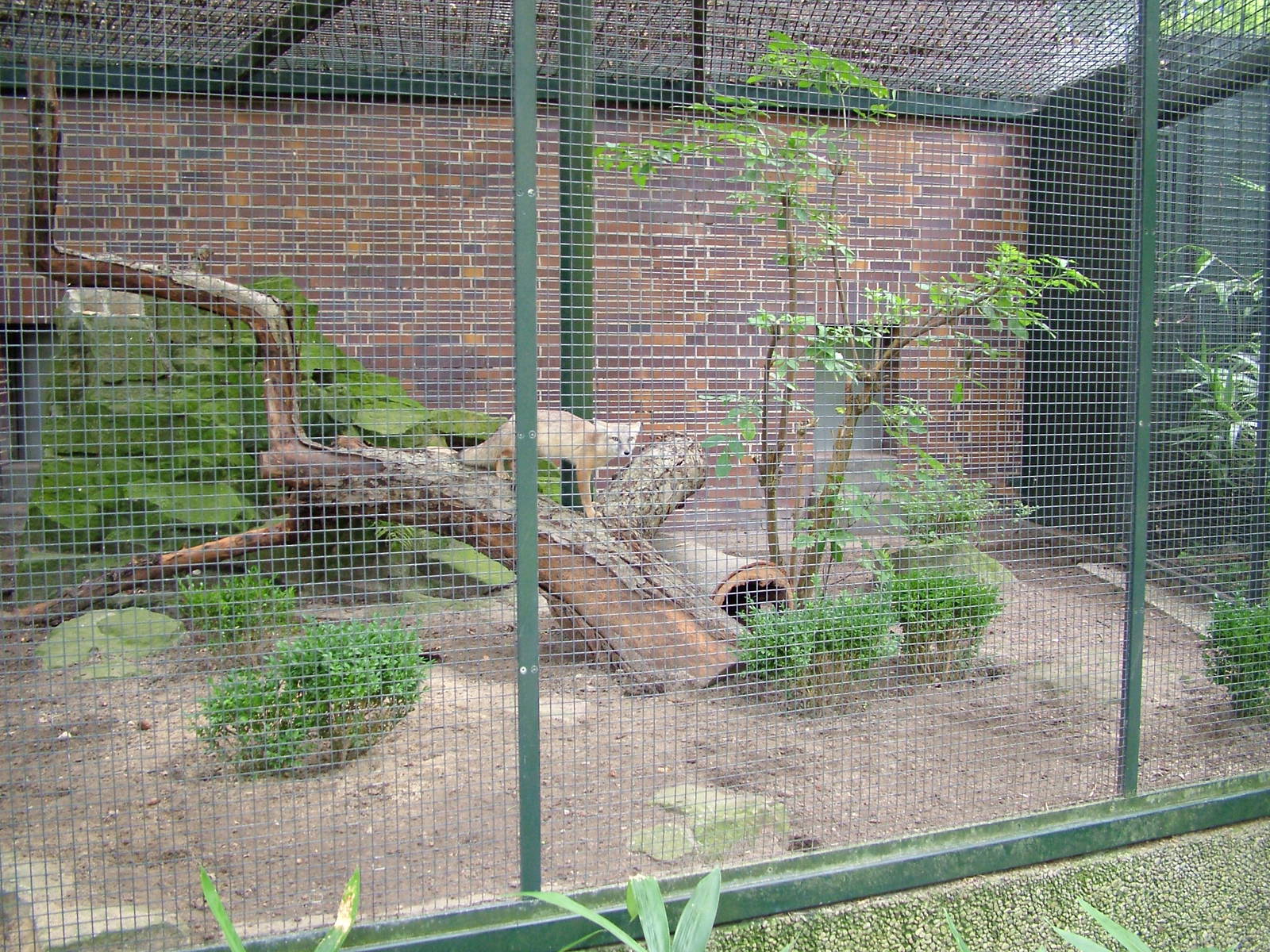 Carnivore House at Berlin Zoo, 31/08/11