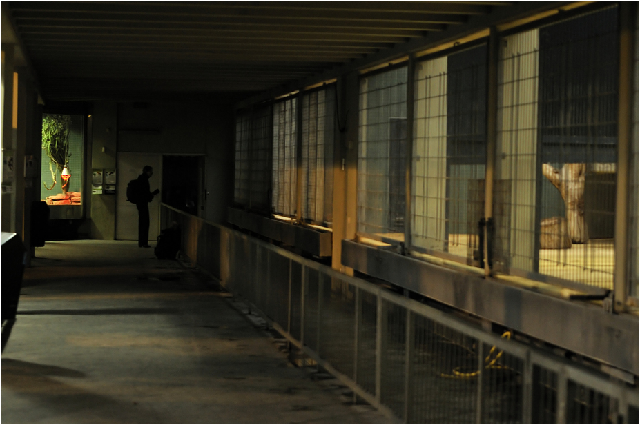 Carnivore house at Berlin Zoo