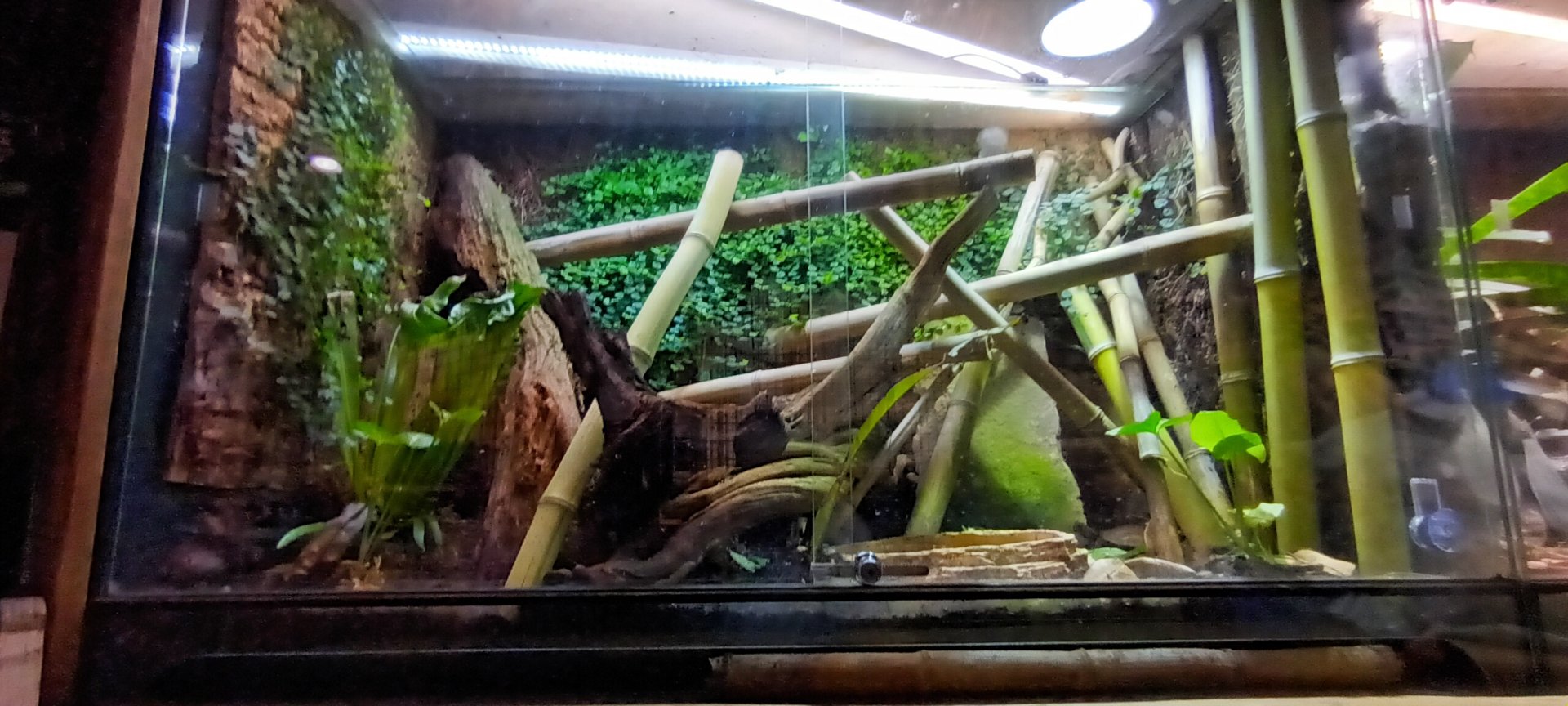 Carnivore House: Black breasted leaf Turtle and Golden Gecko Habitat