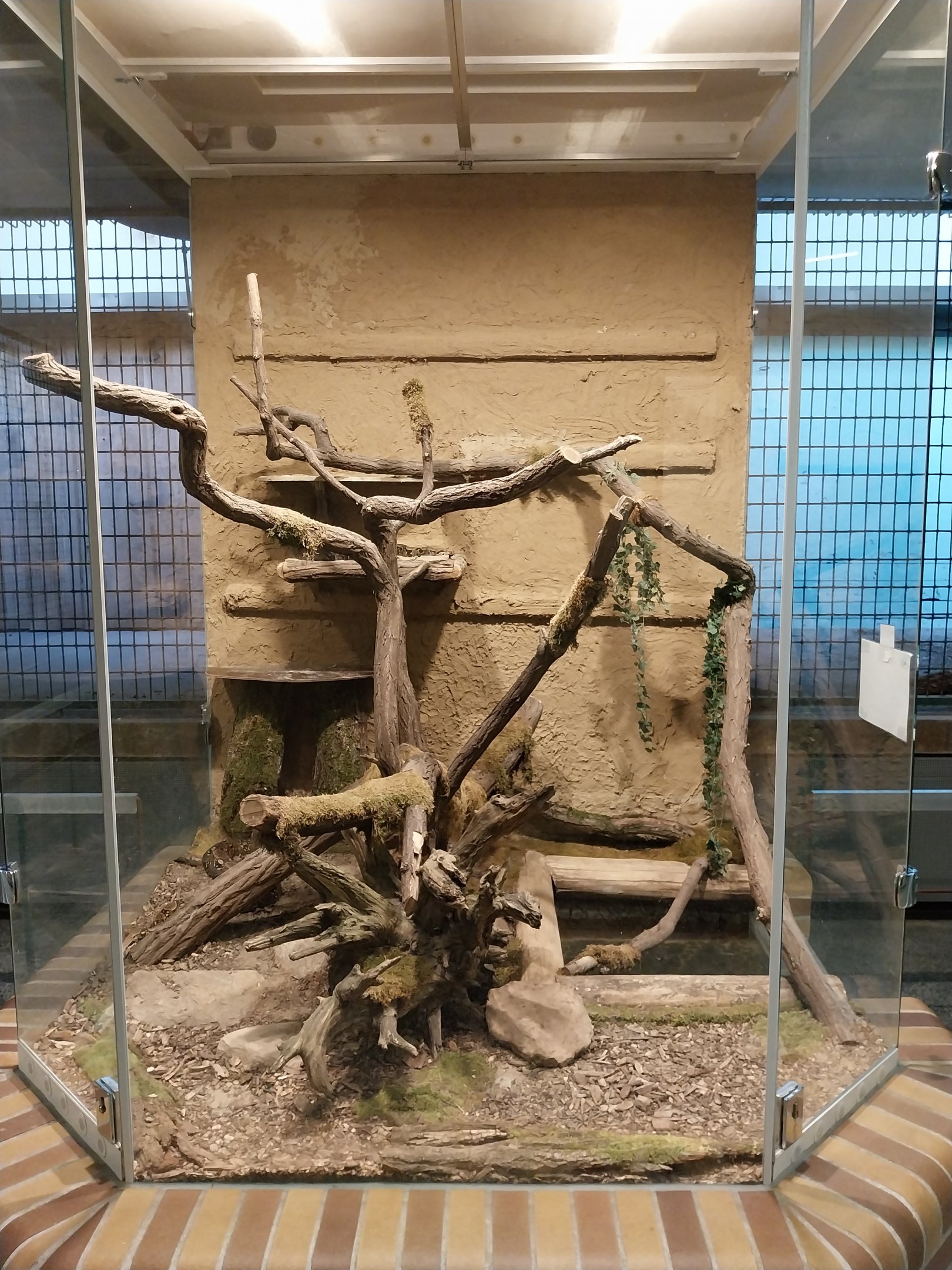 Carnivore House - Boa Constrictor (Boa constrictor)