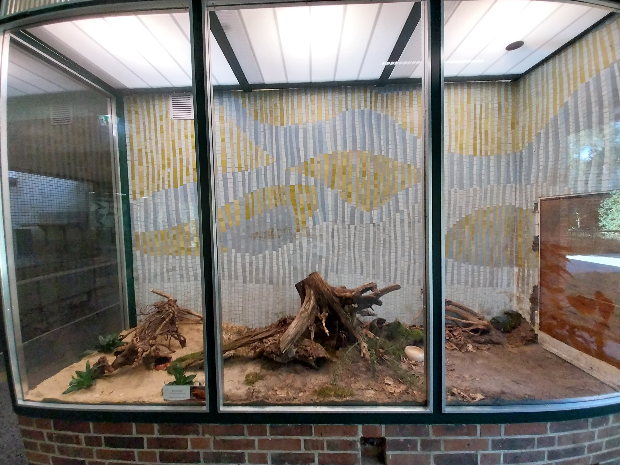 Carnivore House - Corn Snake (Pantherophis guttatus)