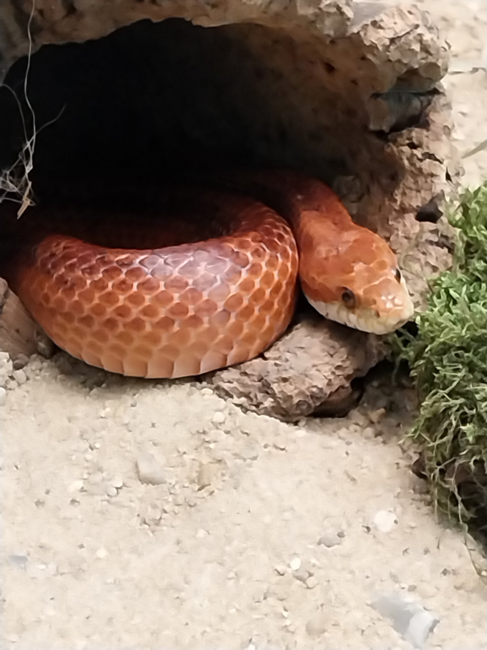 Carnivore House - Corn Snake (Pantherophis guttatus)