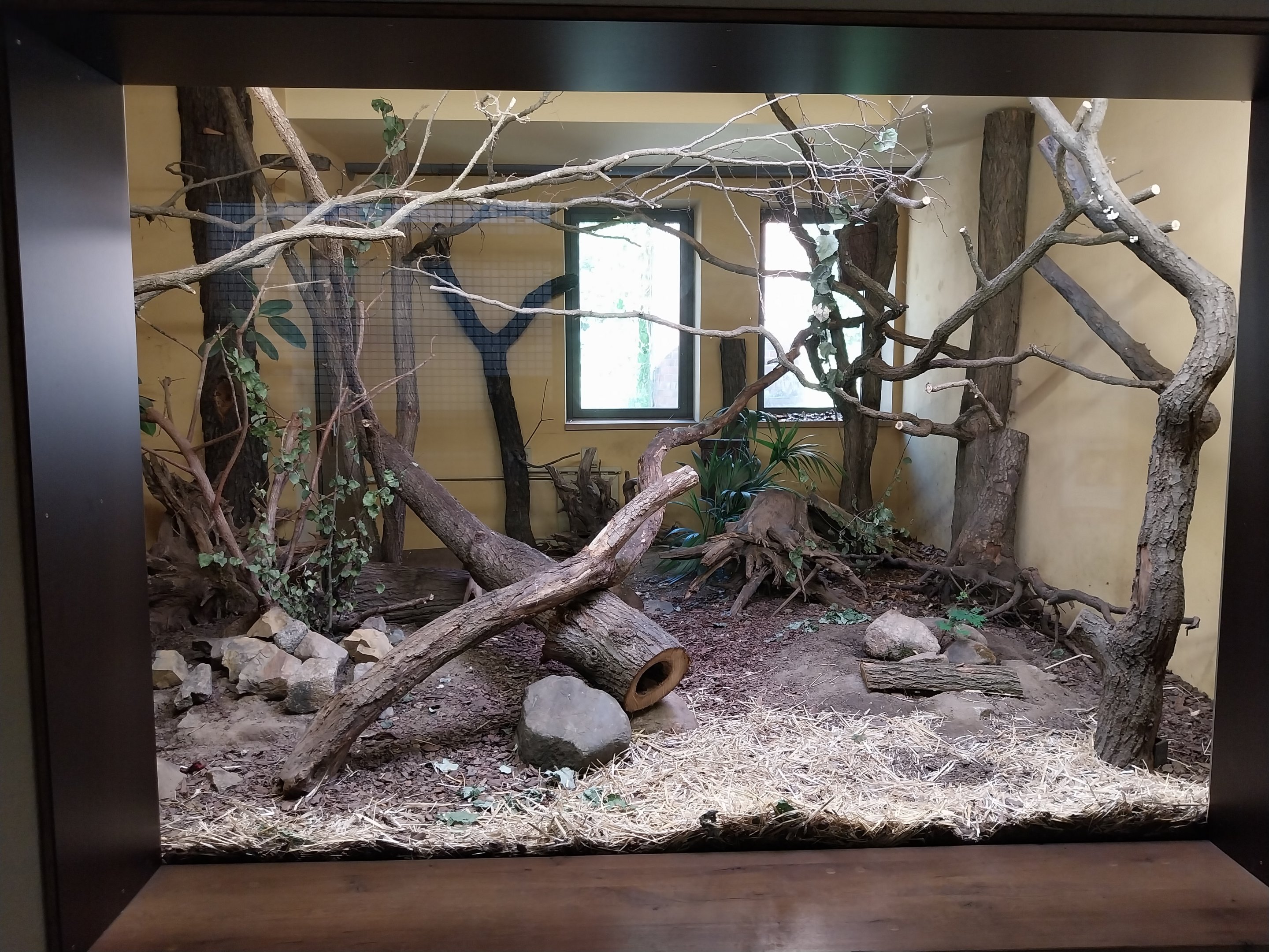 Carnivore House - Eastern Ring-tailed Vontsira (Galidia elegans elegans)