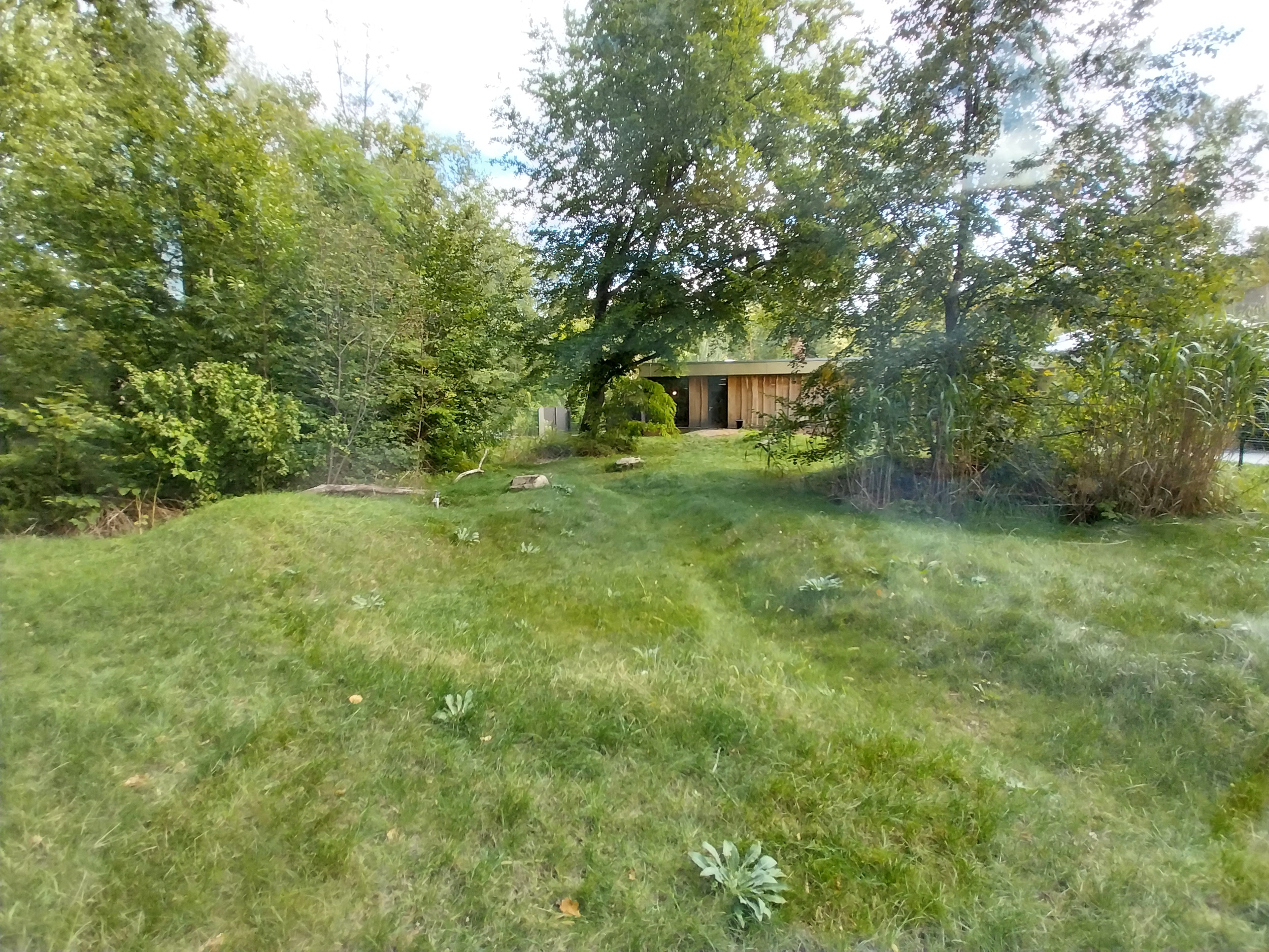 Carnivore House - Giant Otter (Pteronura brasiliensis)