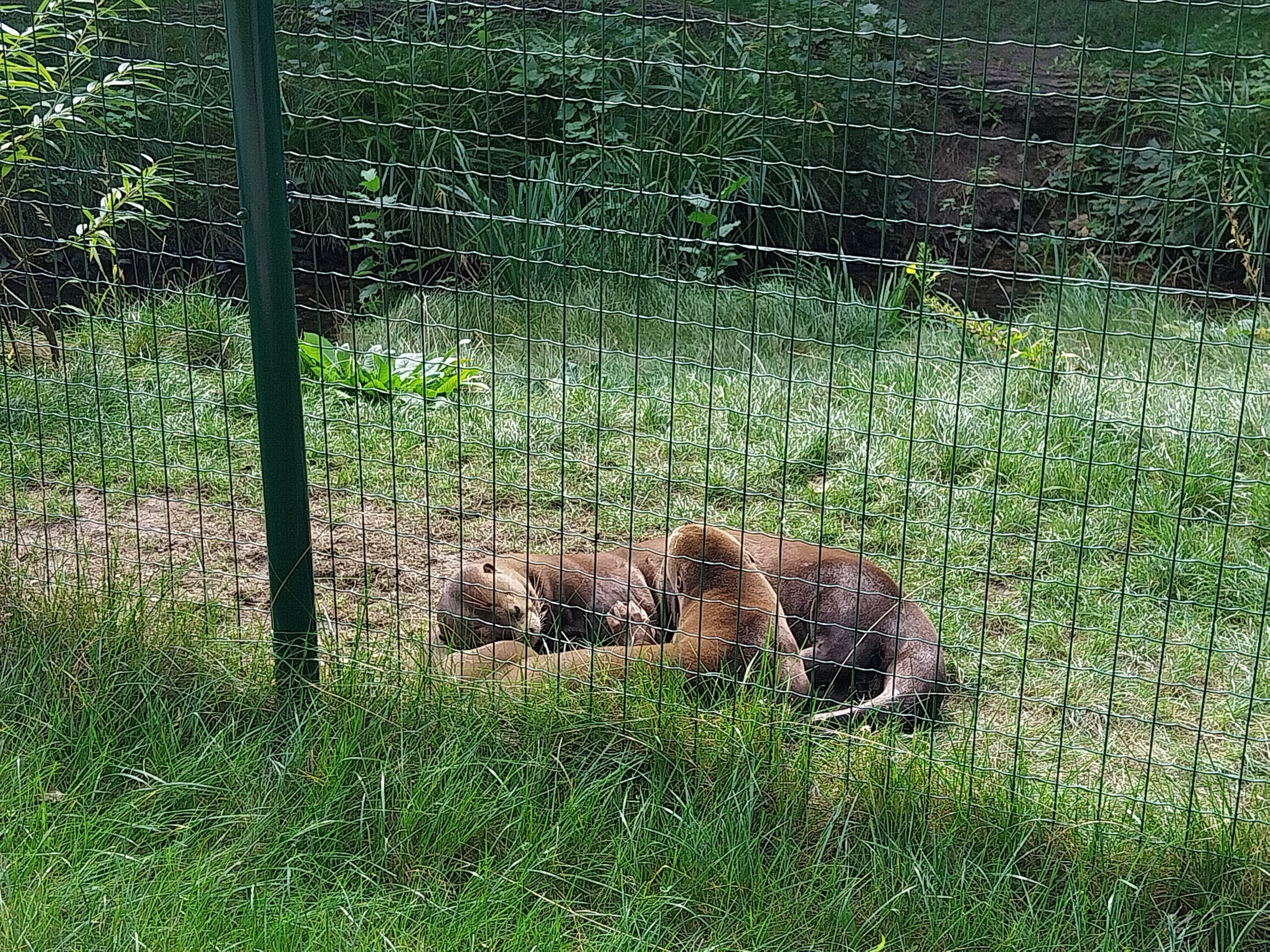 Carnivore House - Giant Otter (Pteronura brasiliensis)