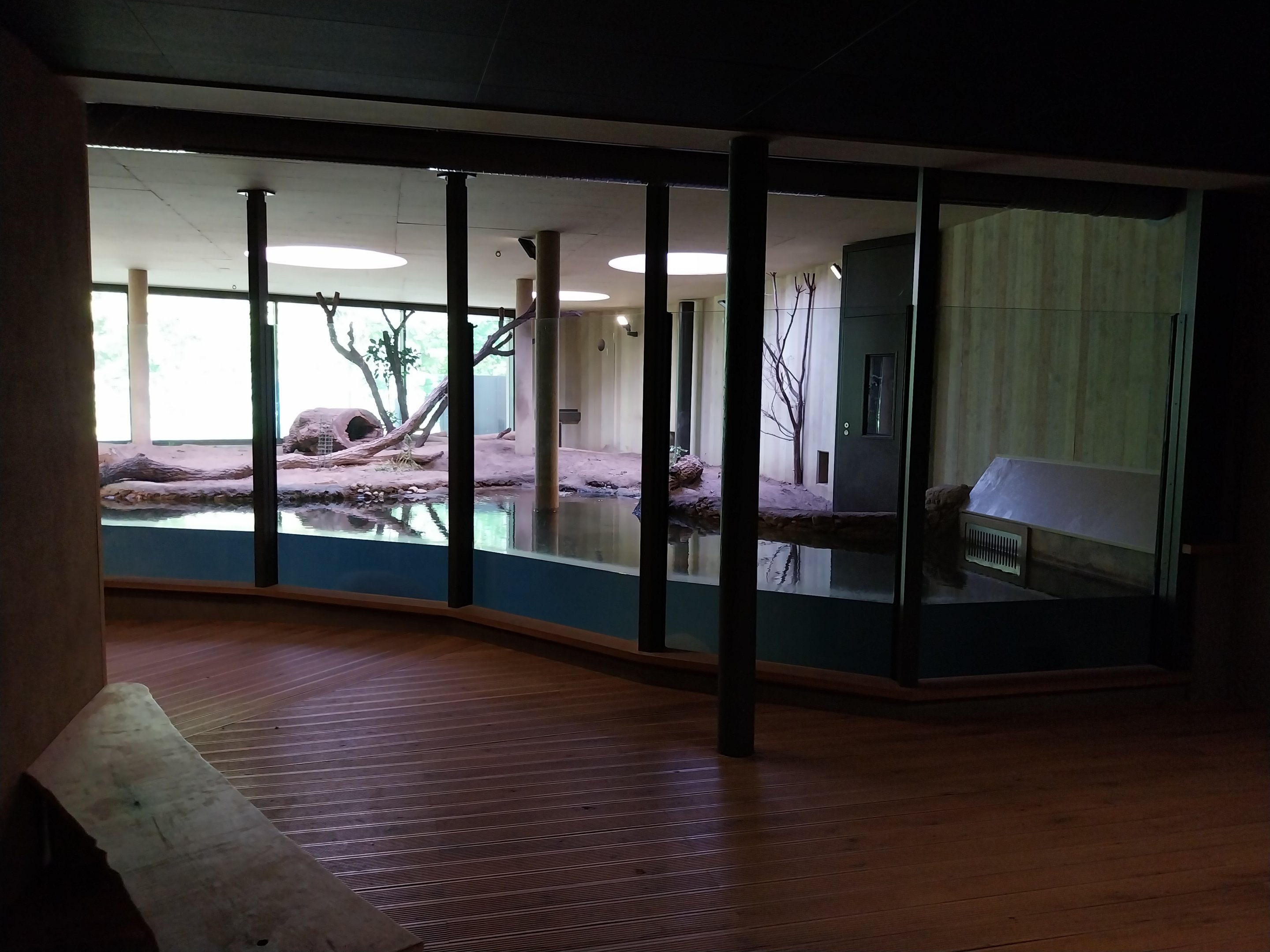 Carnivore House - Giant Otter (Pteronura brasiliensis)