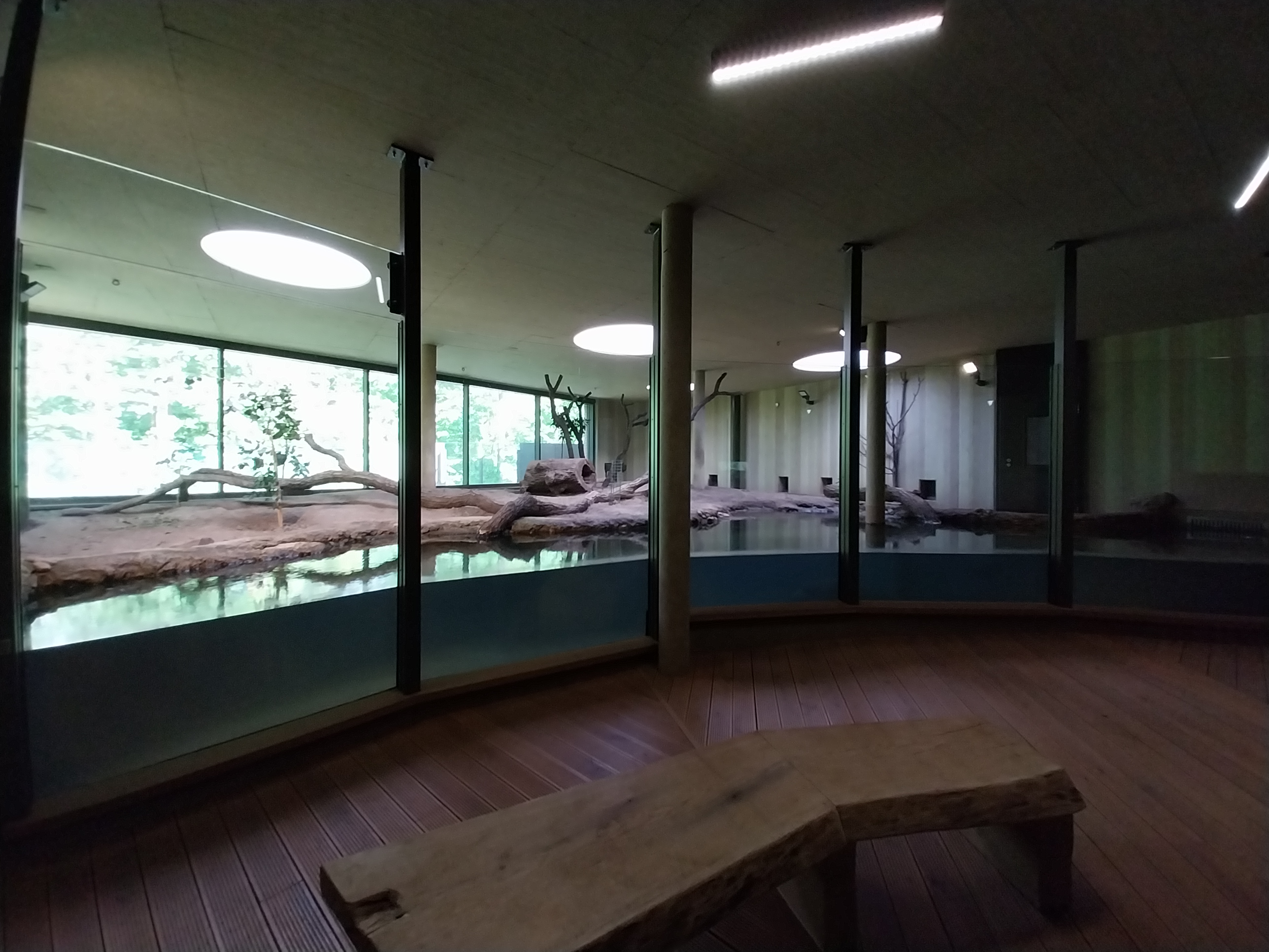 Carnivore House - Giant Otter (Pteronura brasiliensis)