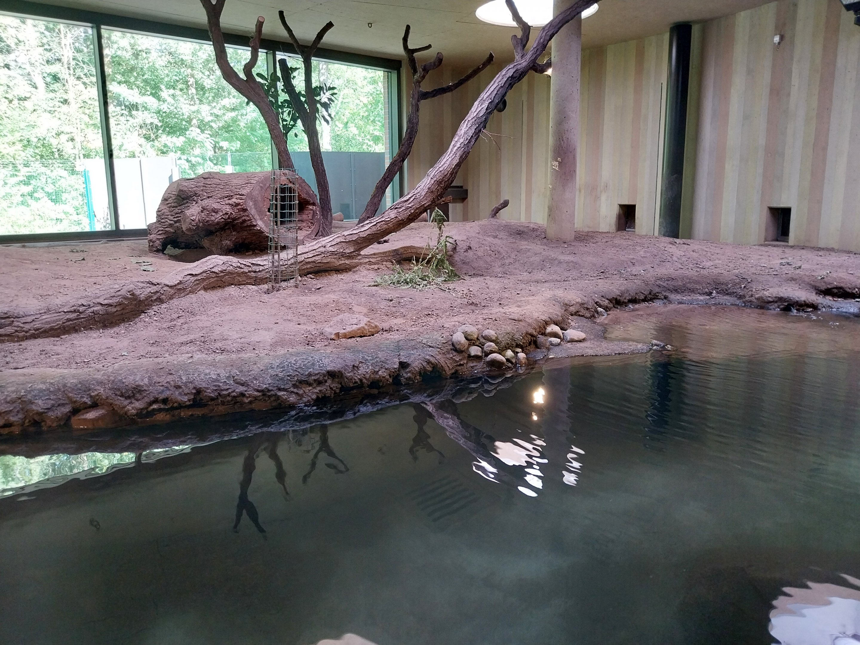 Carnivore House - Giant Otter (Pteronura brasiliensis)