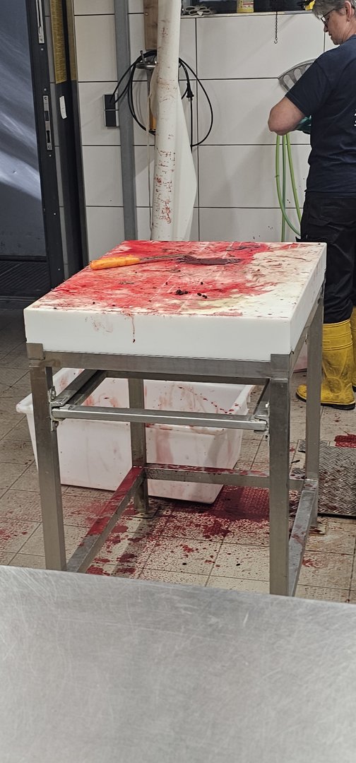 Carnivore house kitchen