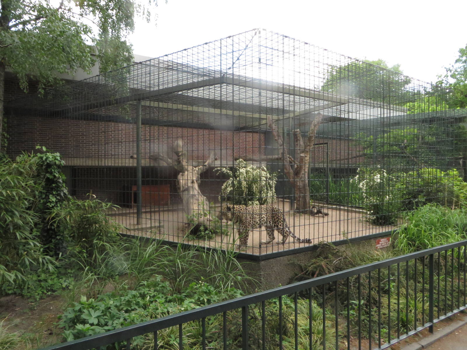 Carnivore house - Leopard outdoors