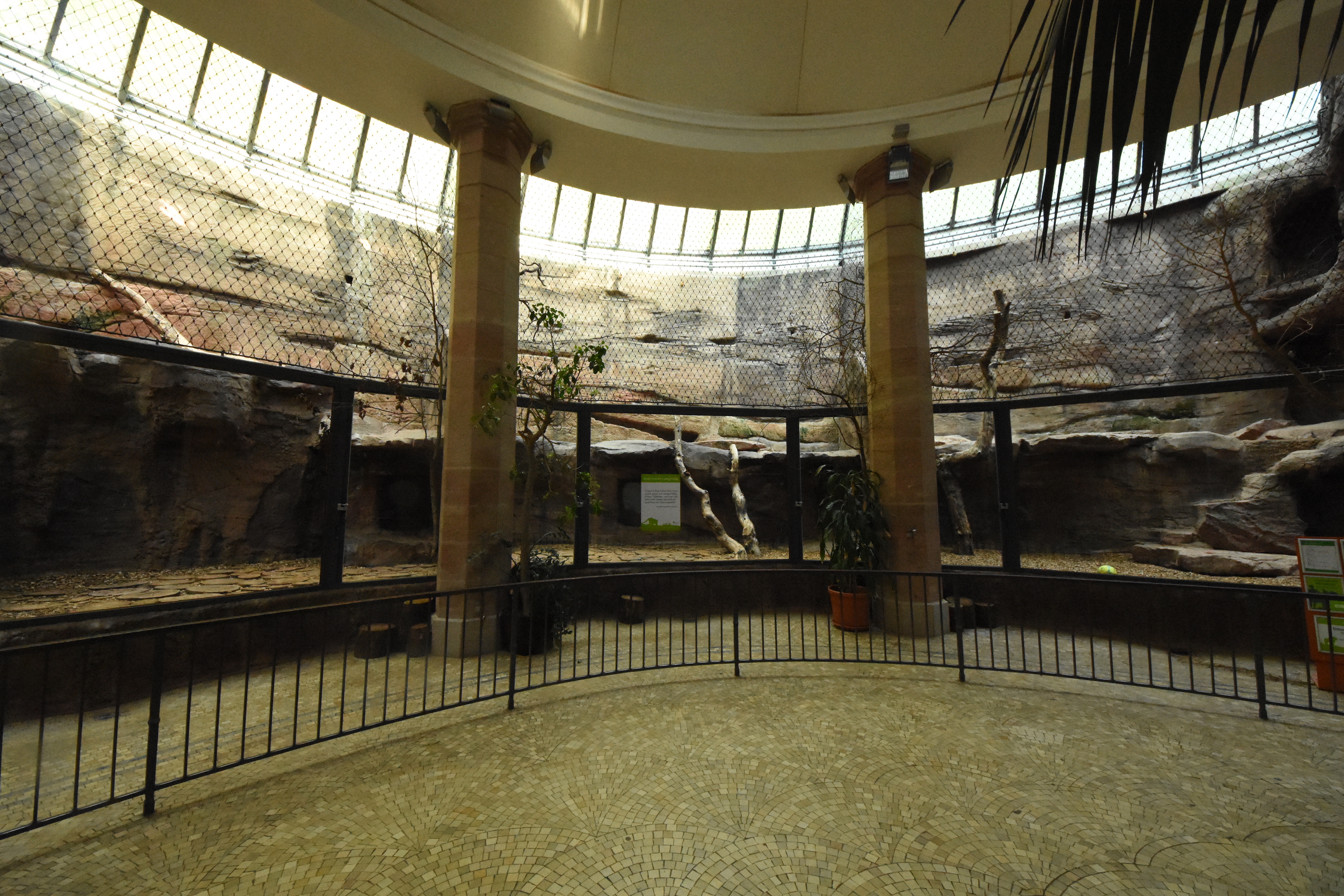 Carnivore house - Lion indoors