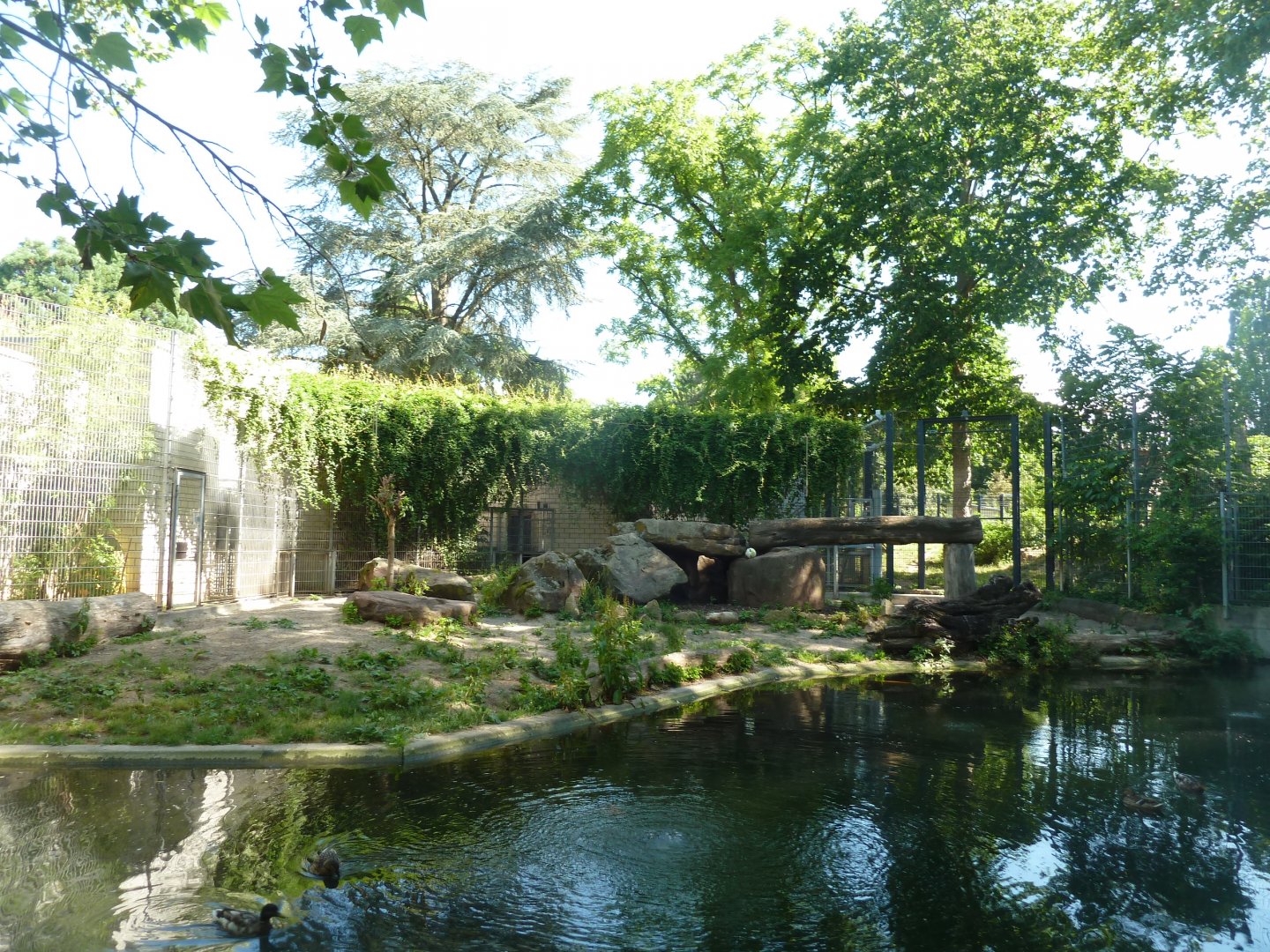 Carnivore house - Lion outside enclosure