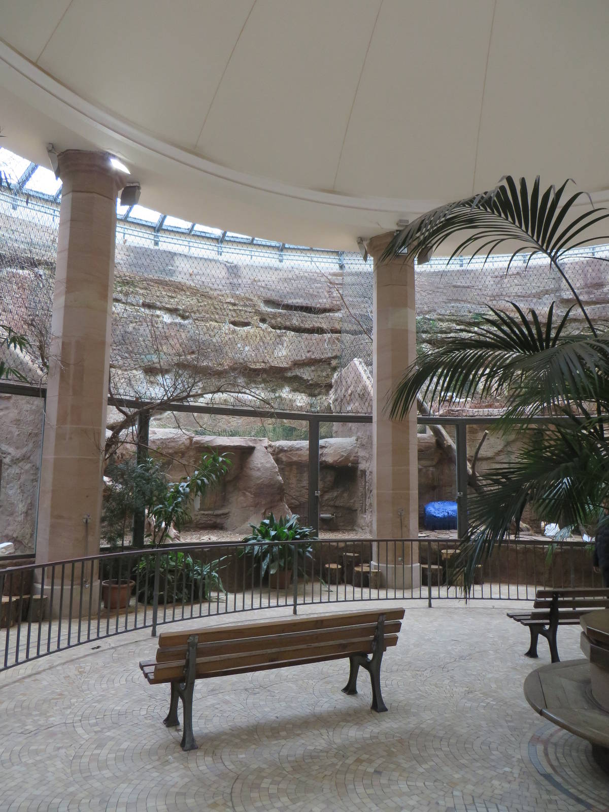 Carnivore house - lions