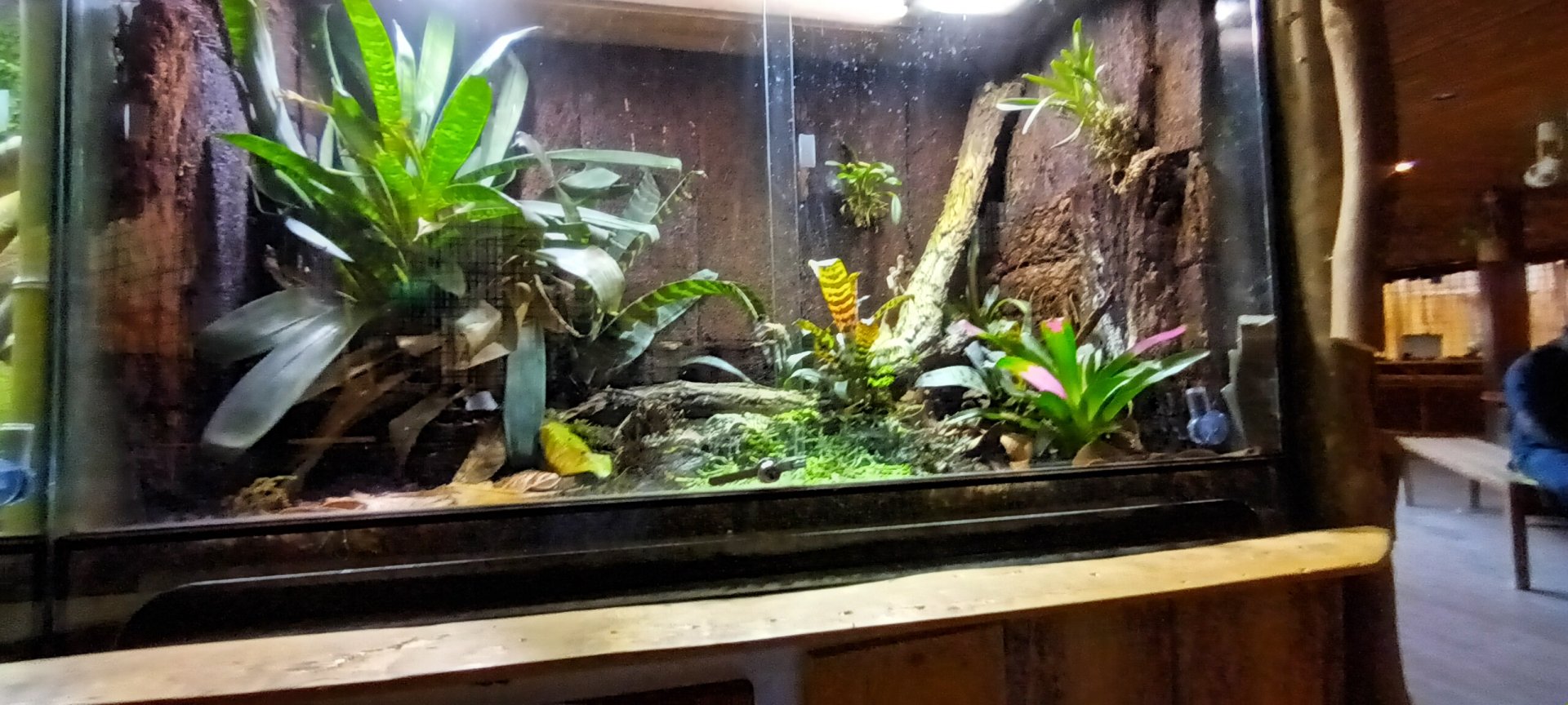 Carnivore House: Minyobates steyermarki and Maranon poison Frog Habitat