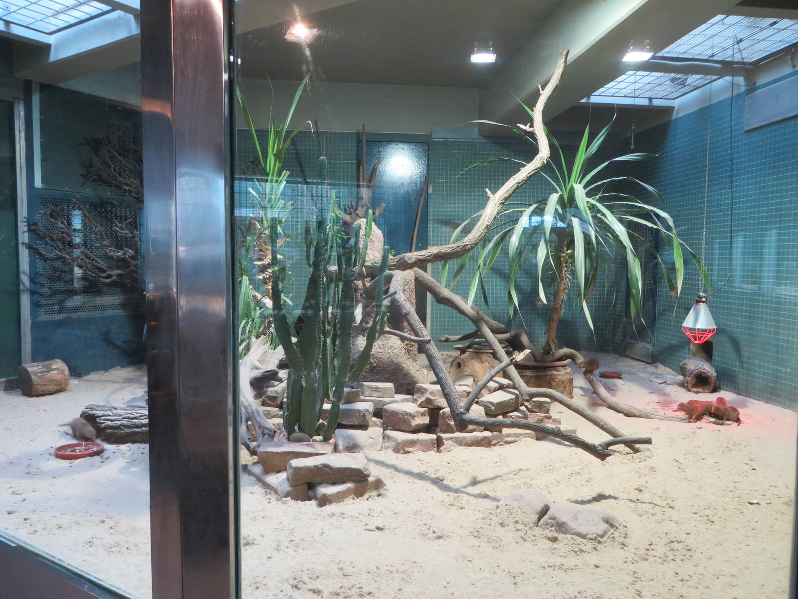 Carnivore house - mongoose