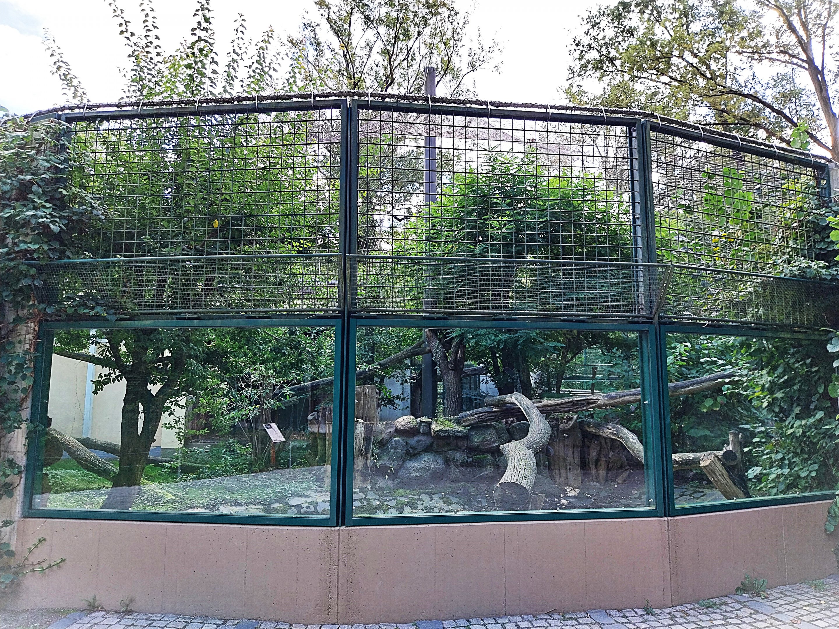 Carnivore House - North Chinese Leopard (Panthera pardus japonensis) - second enclosure