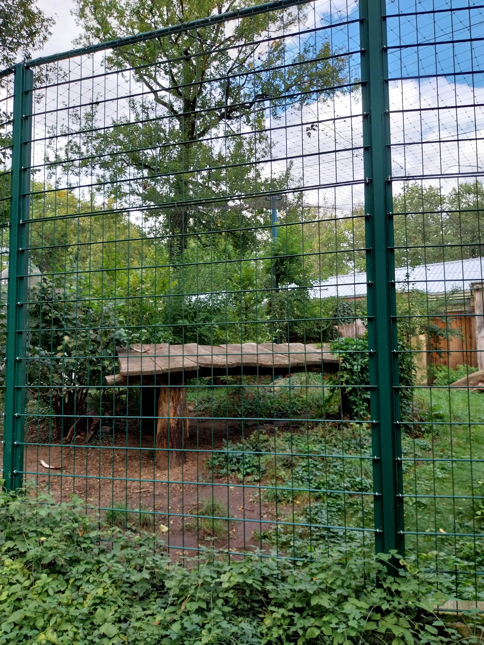 Carnivore House - North Chinese Leopard (Panthera pardus japonensis)