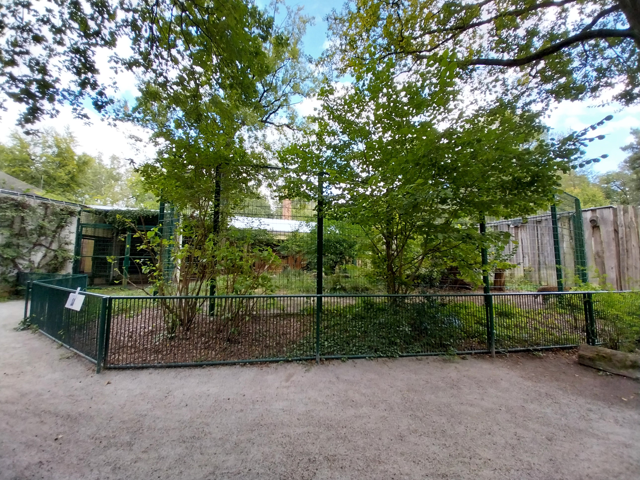 Carnivore House - North Chinese Leopard (Panthera pardus japonensis)