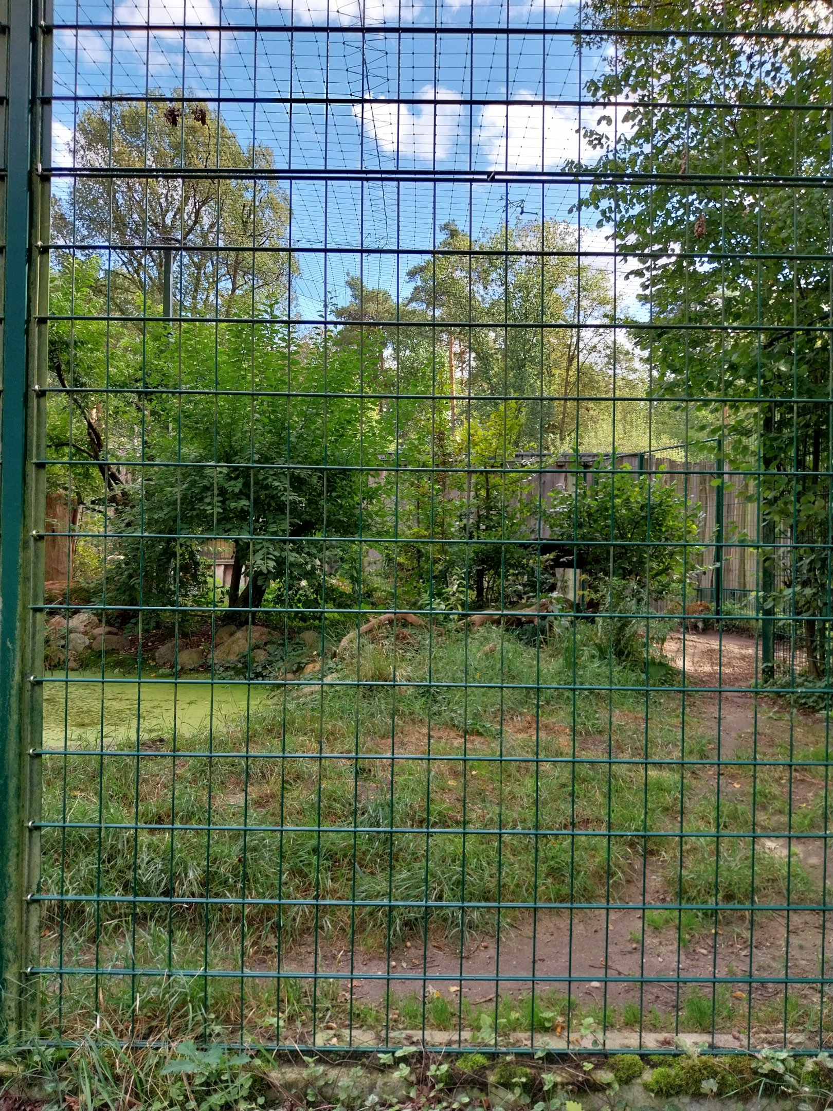 Carnivore House - North Chinese Leopard (Panthera pardus japonensis)