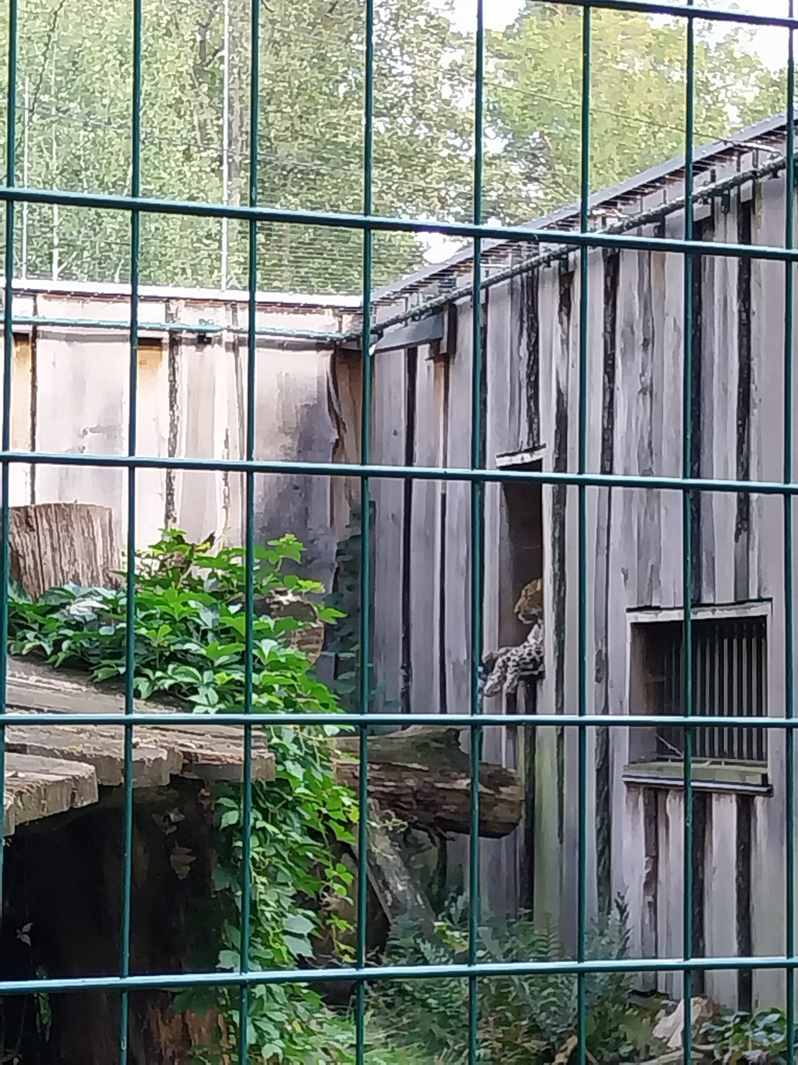 Carnivore House - North Chinese Leopard (Panthera pardus japonensis)