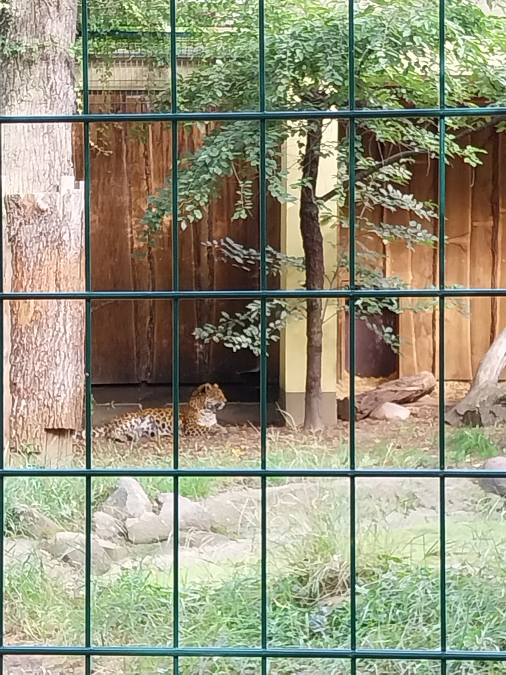 Carnivore House - North Chinese Leopard (Panthera pardus japonensis)