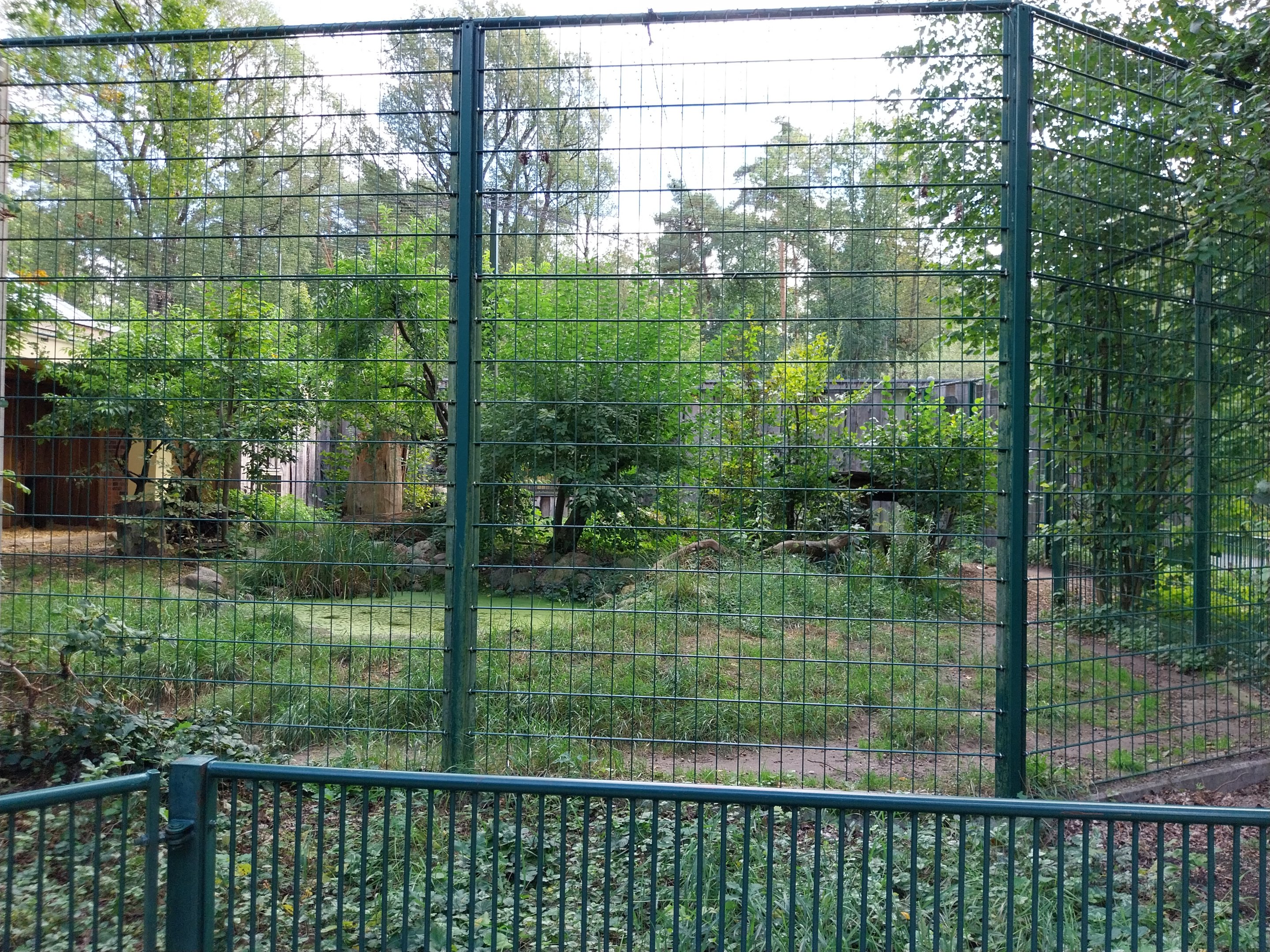 Carnivore House - North Chinese Leopard (Panthera pardus japonensis)